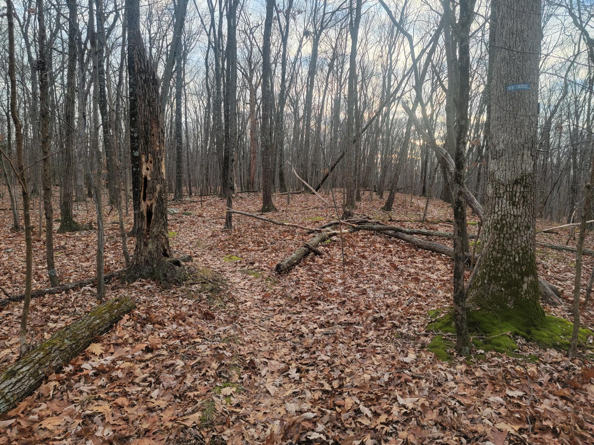 Bare forest with fallen leaves and trees under an overcast sky.