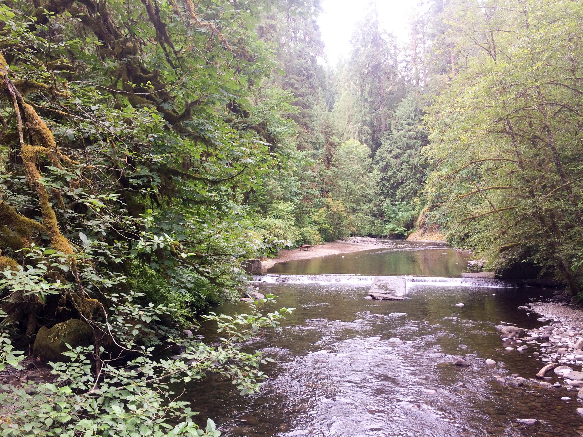 A river flows through a lush green forest under soft, overcast light.