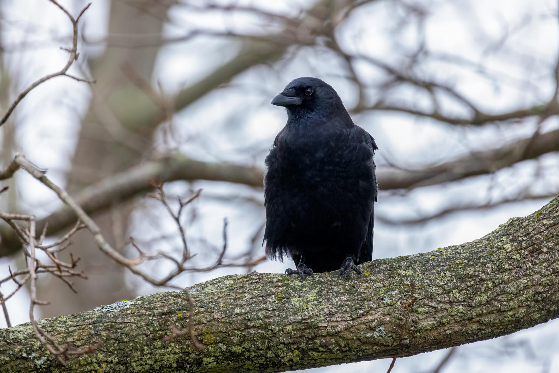 A black bird perches on a mossy tree branch in soft light.