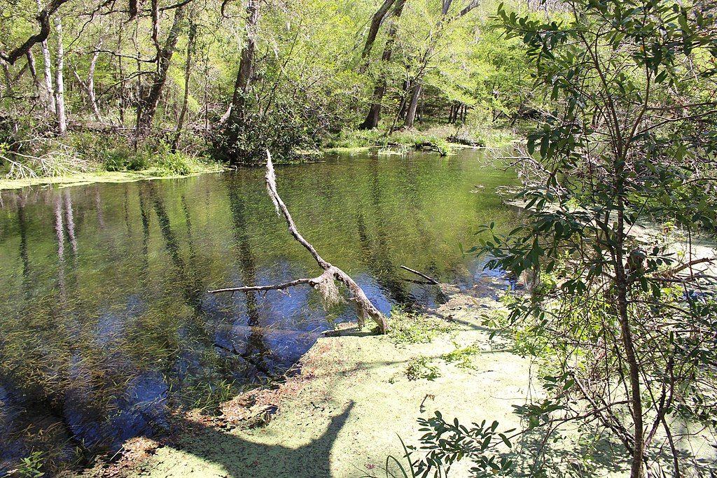 A clear, sunlit stream with a submerged log and green reflections. - Trestle Point Trail