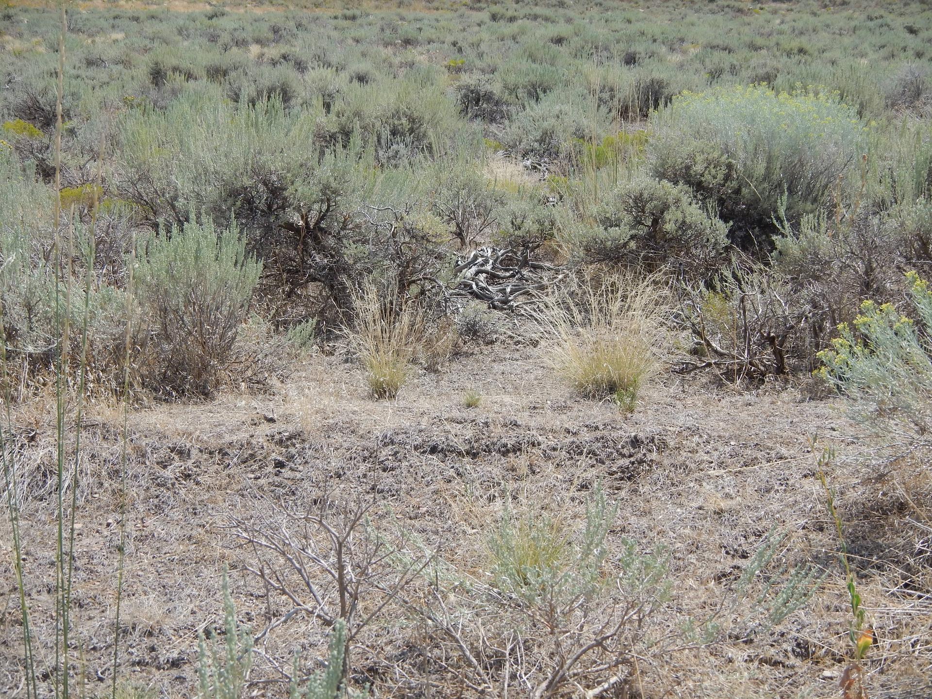 Arid landscape with sparse green and brown shrubs under bright daylight.