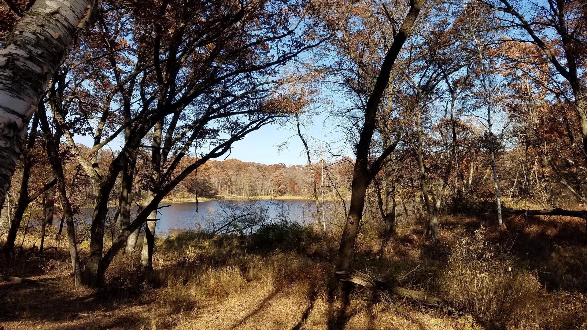 Lake seen through bare trees and dry foliage on a sunny day.
