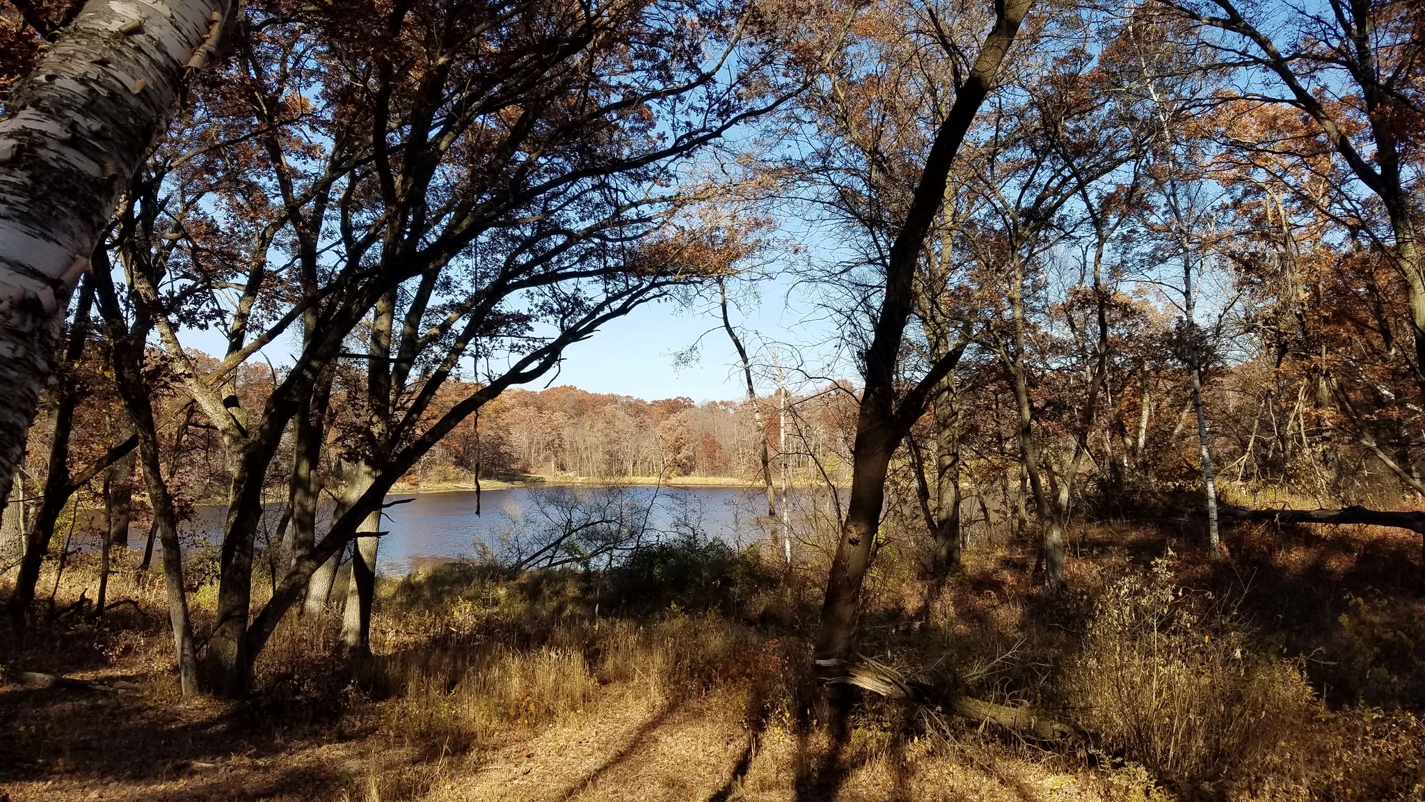 Lake seen through bare trees and dry foliage on a sunny day. - Portage Lake Loop