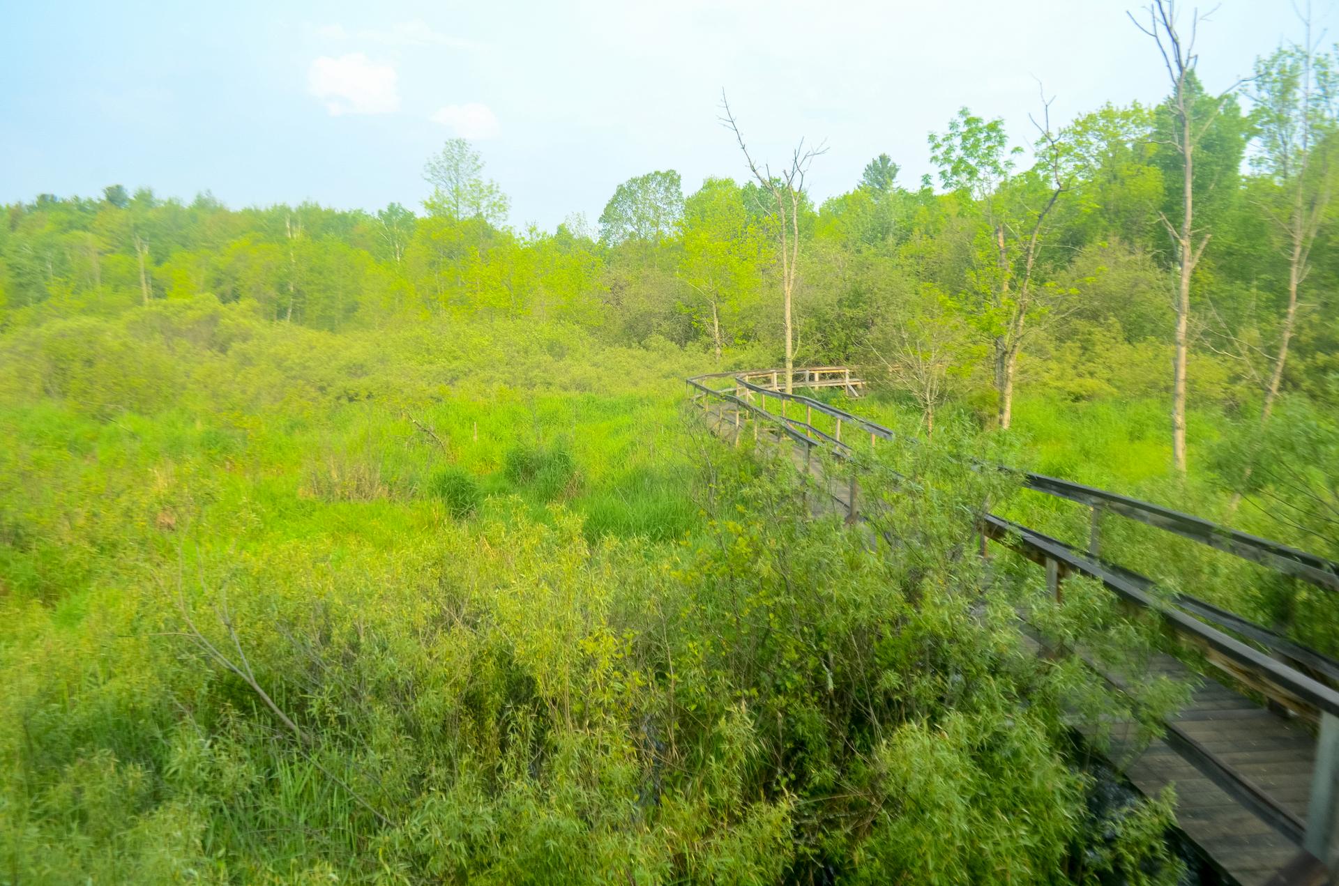 A wooden boardwalk curves through a vast, bright green wetland.