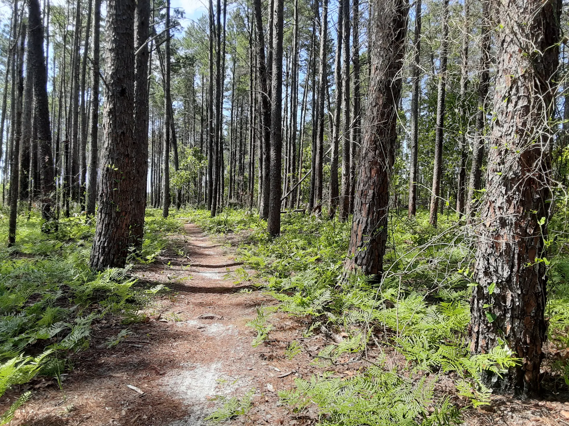 Dirt path winding through a sunlit pine forest with green ferns.