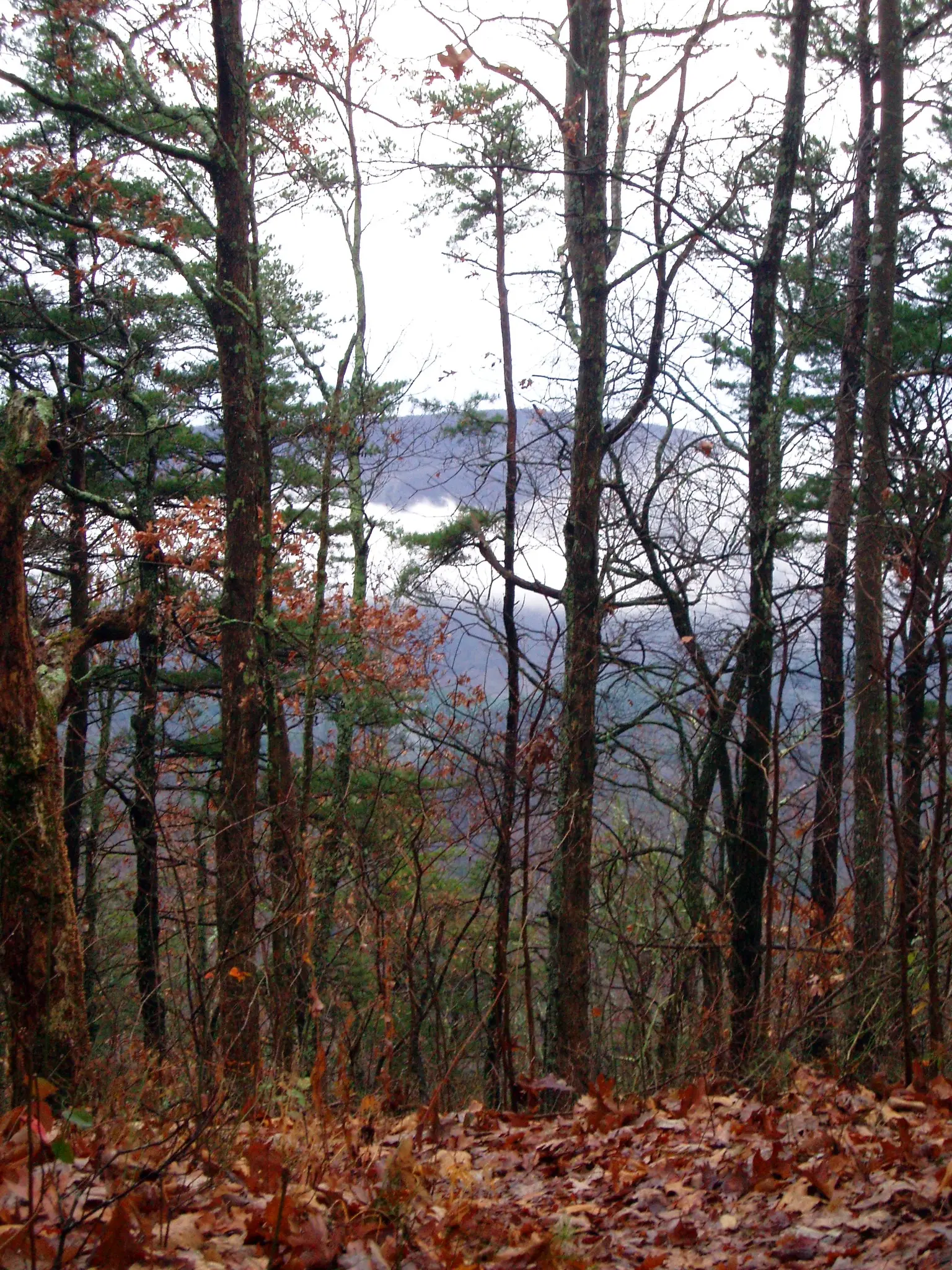 Bare trees frame a view of misty mountains under an overcast sky.