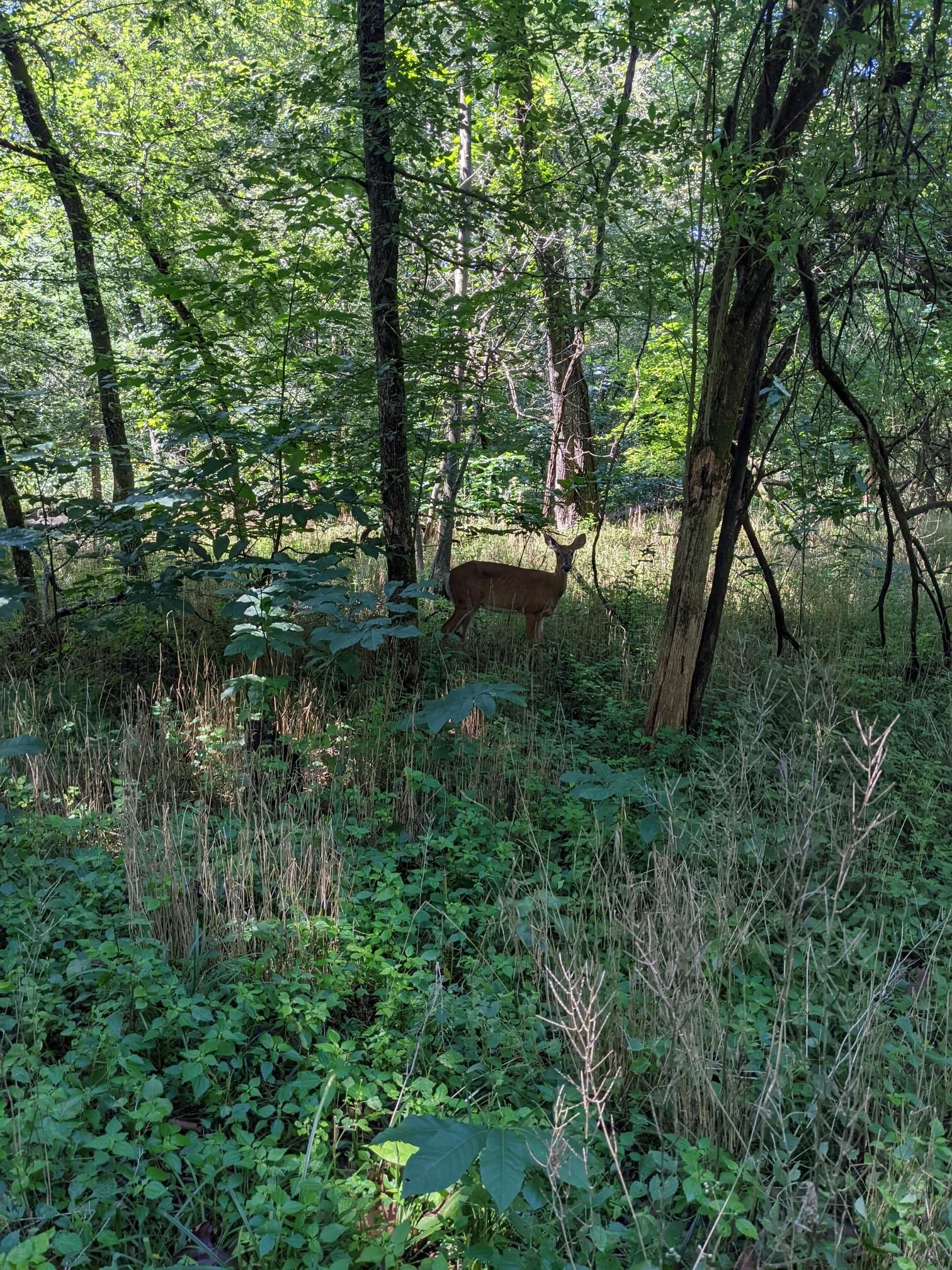 A deer stands in a sunlit forest with dense green undergrowth. - Cottonwood Trail – Rocky Ridge Trail loop from Environmental Education Center