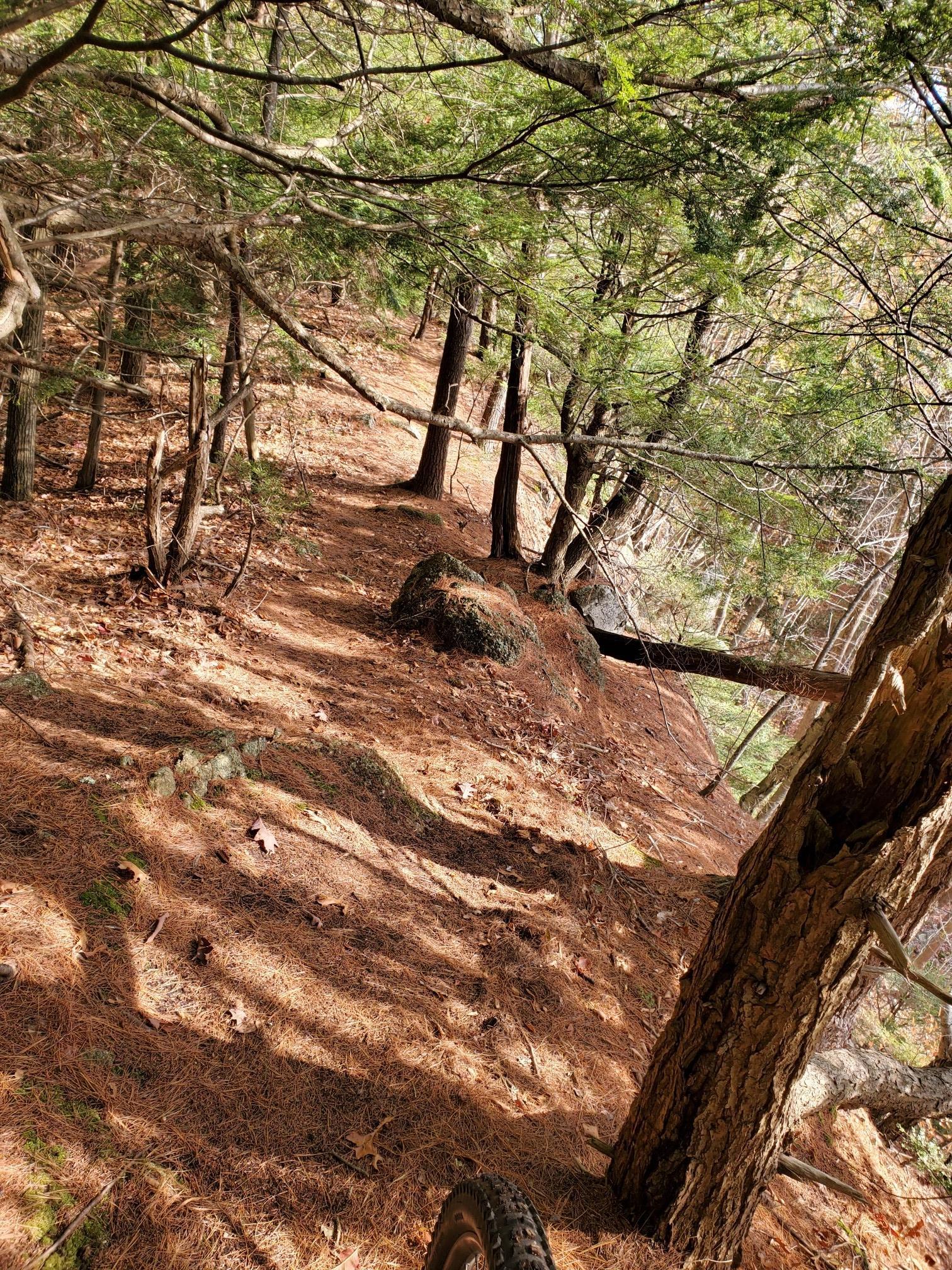 A sun-dappled forest path covered in pine needles, sloping downwards.