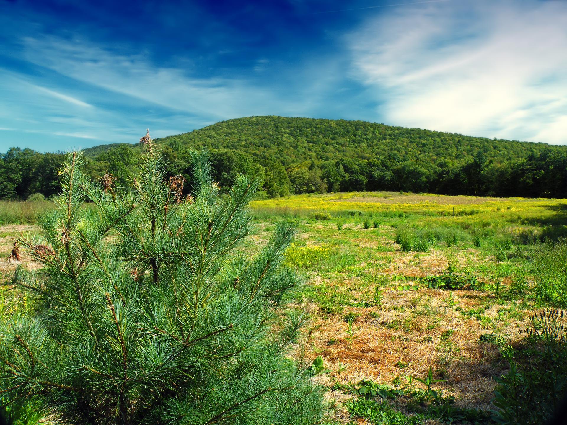 Sunny landscape with a pine tree, green field, and a tree-covered hill.