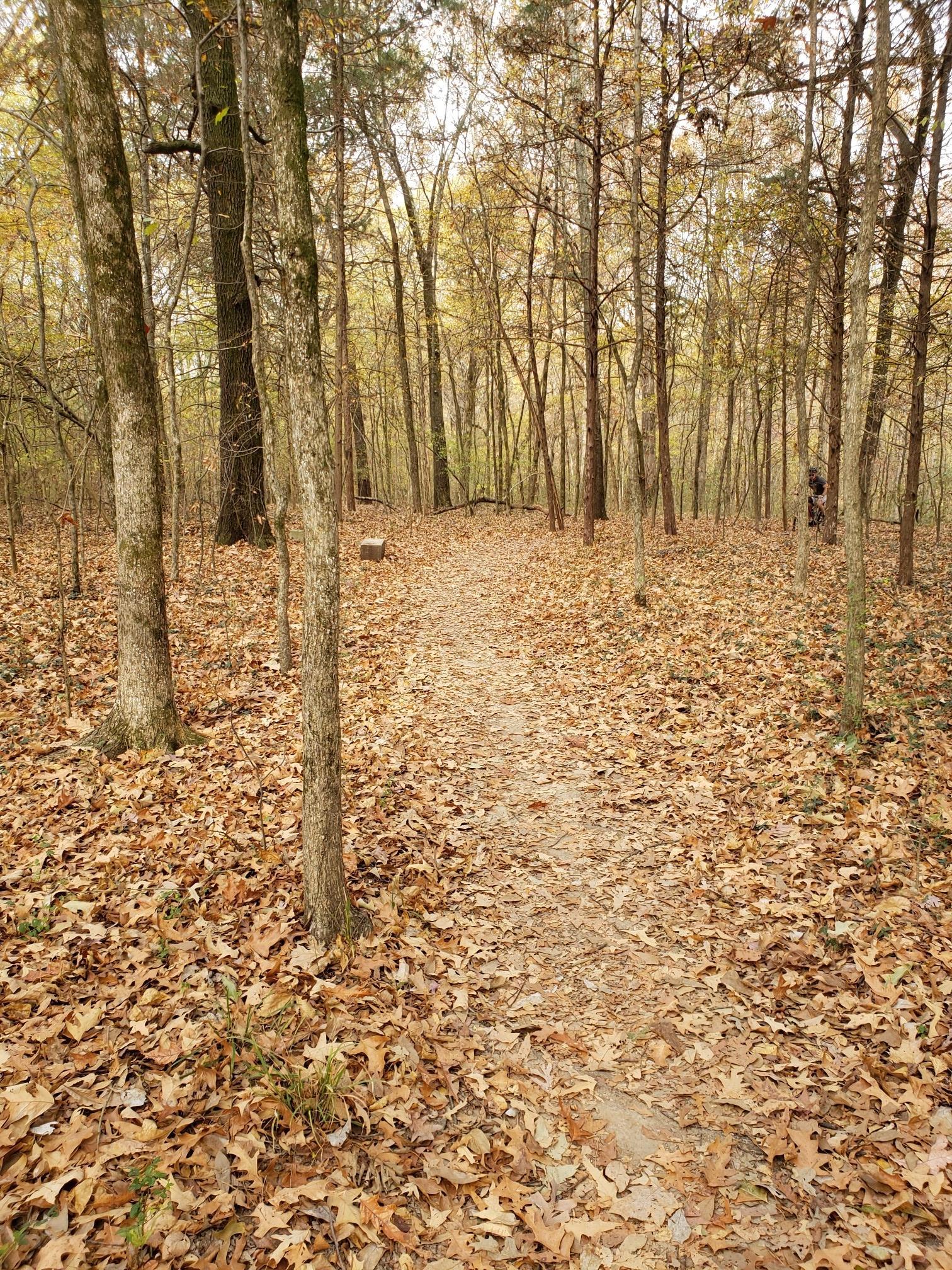 A dirt path winds through an autumn forest covered in brown leaves.