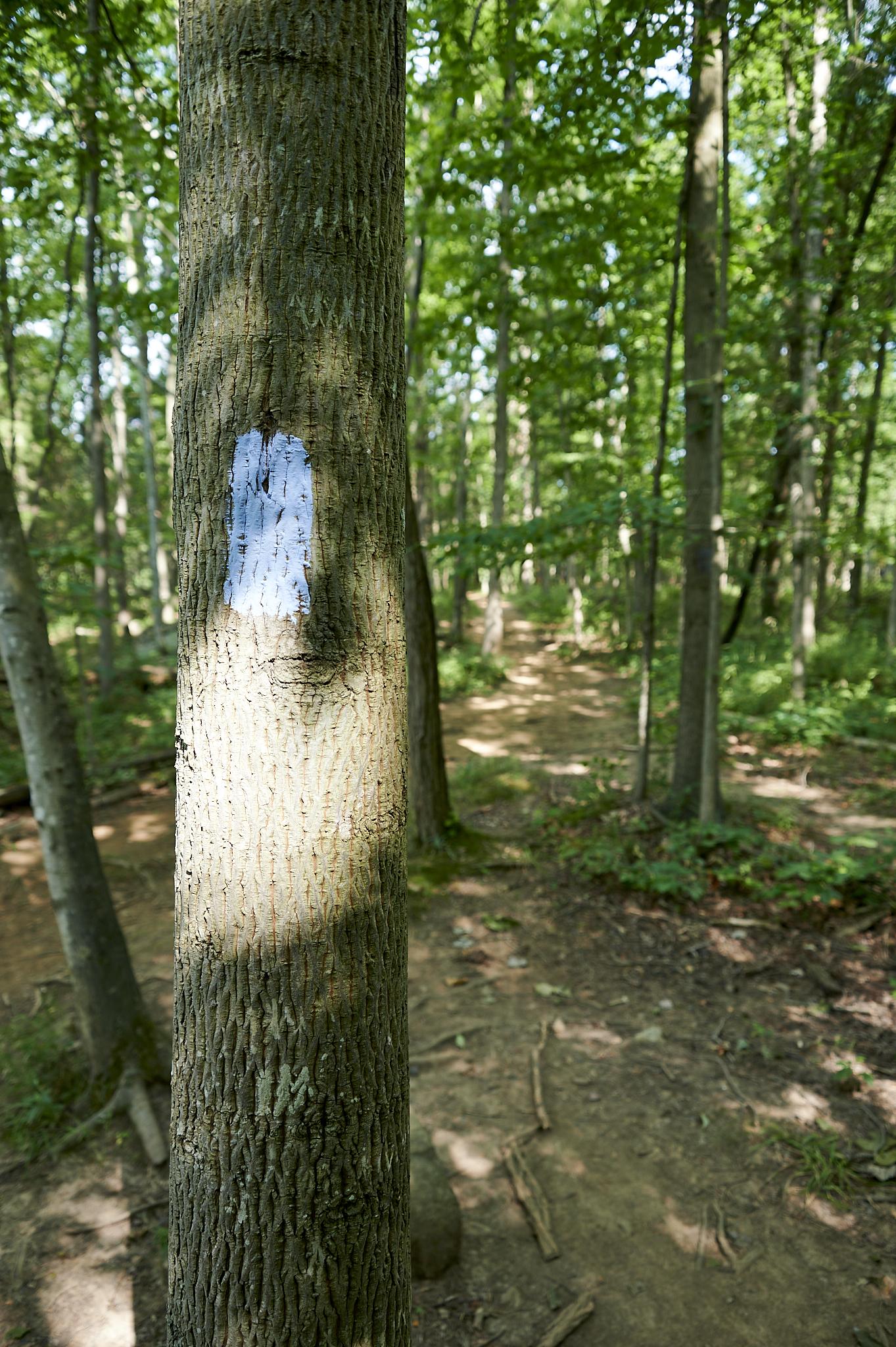 Tree trunk with a white trail blaze in a sunlit forest.