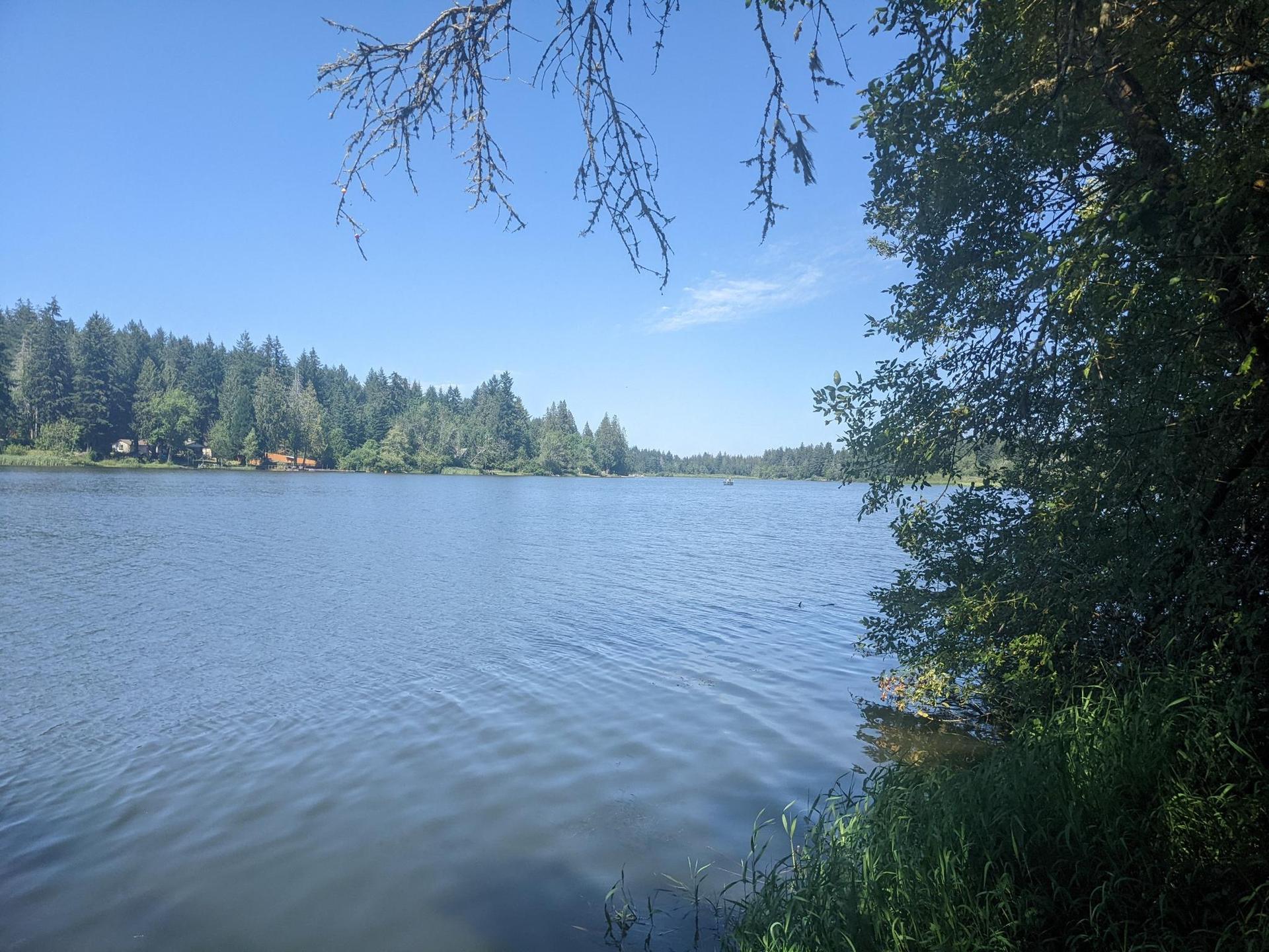 Sunny view of a calm lake bordered by dense green forest.