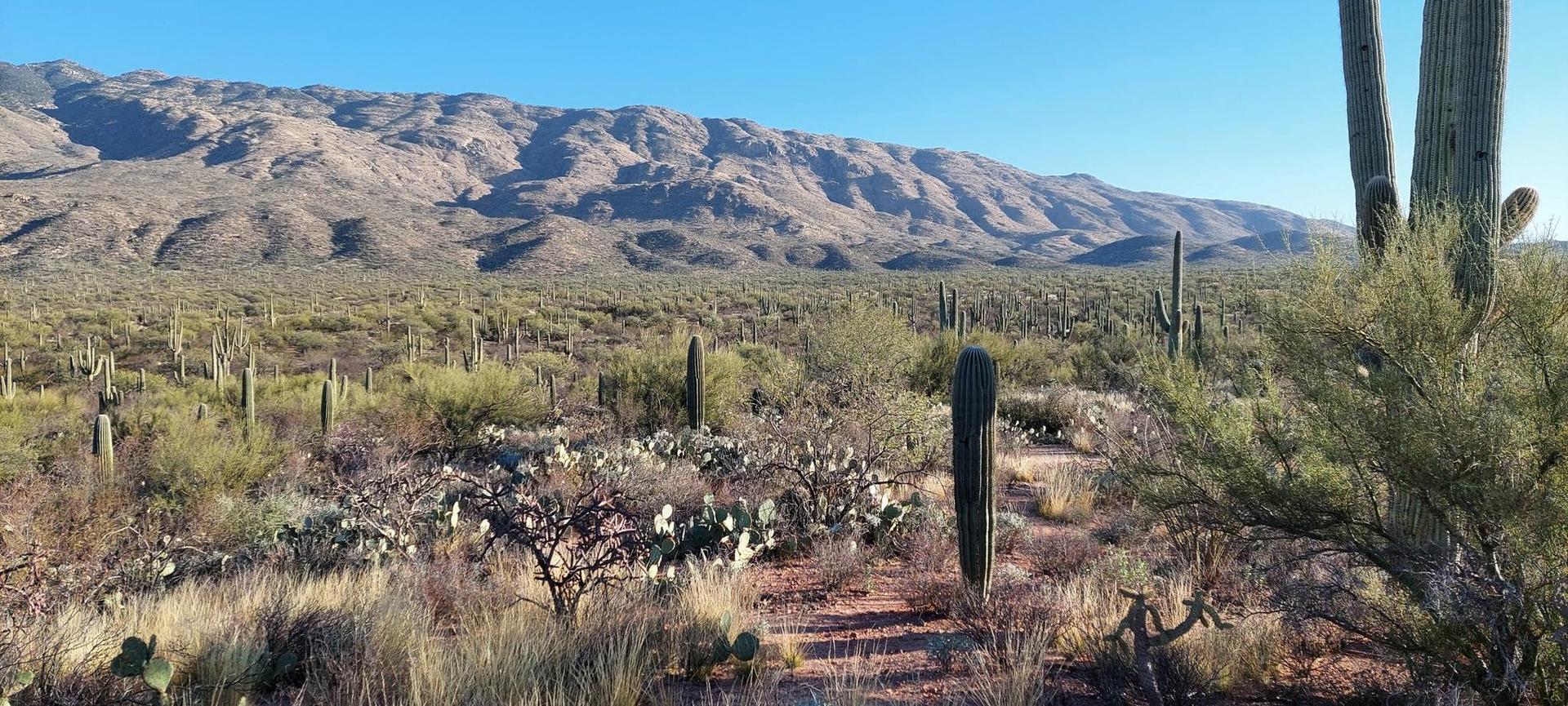 Panoramic desert view with numerous saguaro cacti and large mountains under clear sky.