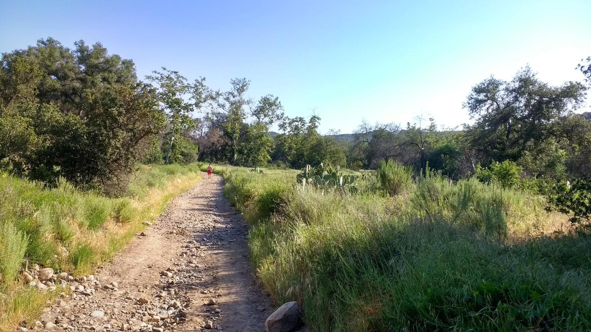 Person walks on a sunny dirt path through green, grassy landscape.