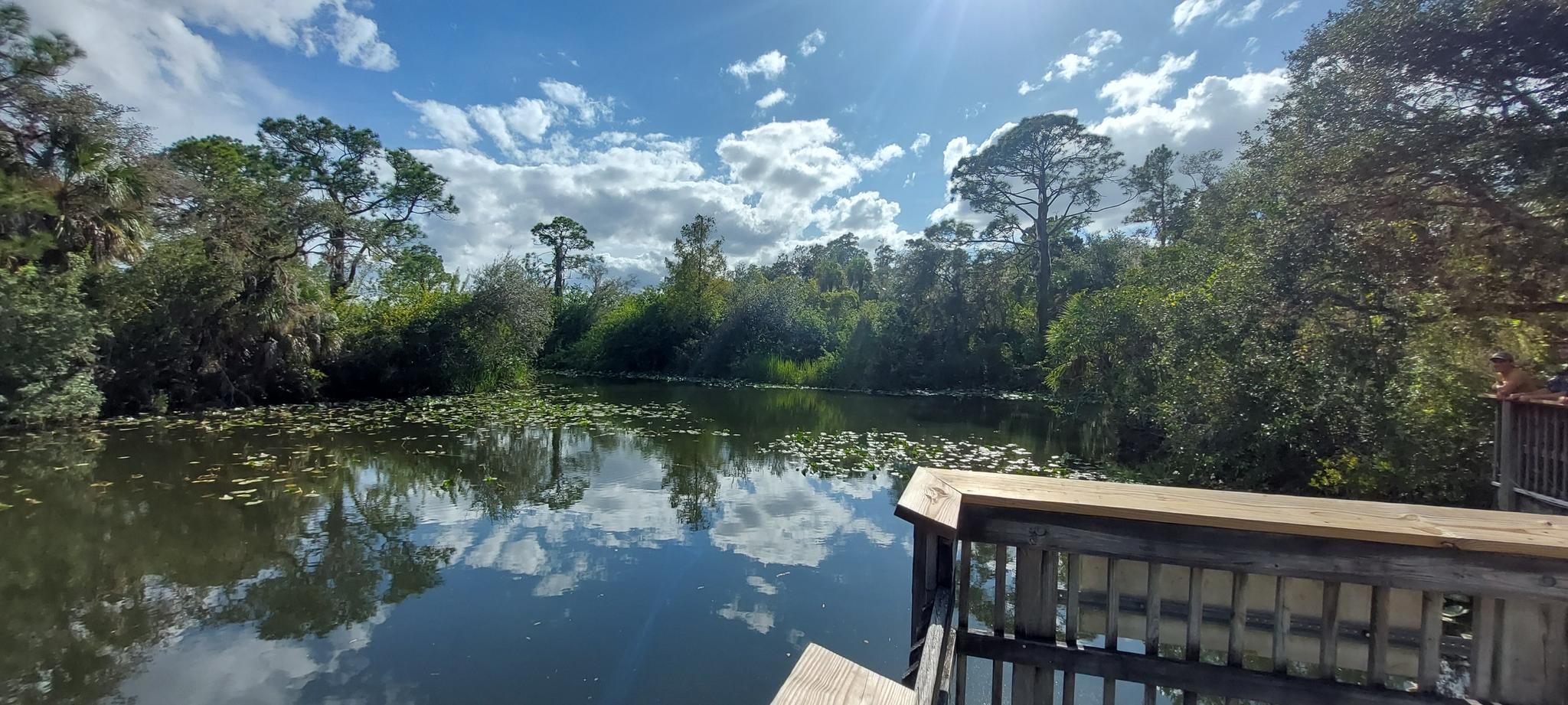 Calm lake with lily pads, surrounded by trees, under a cloudy sky.