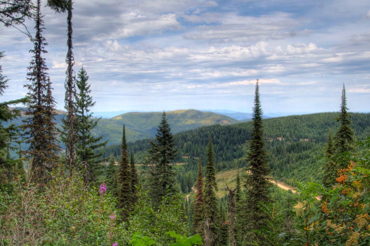 A mountain vista with tall evergreen trees in the foreground and rolling hills.