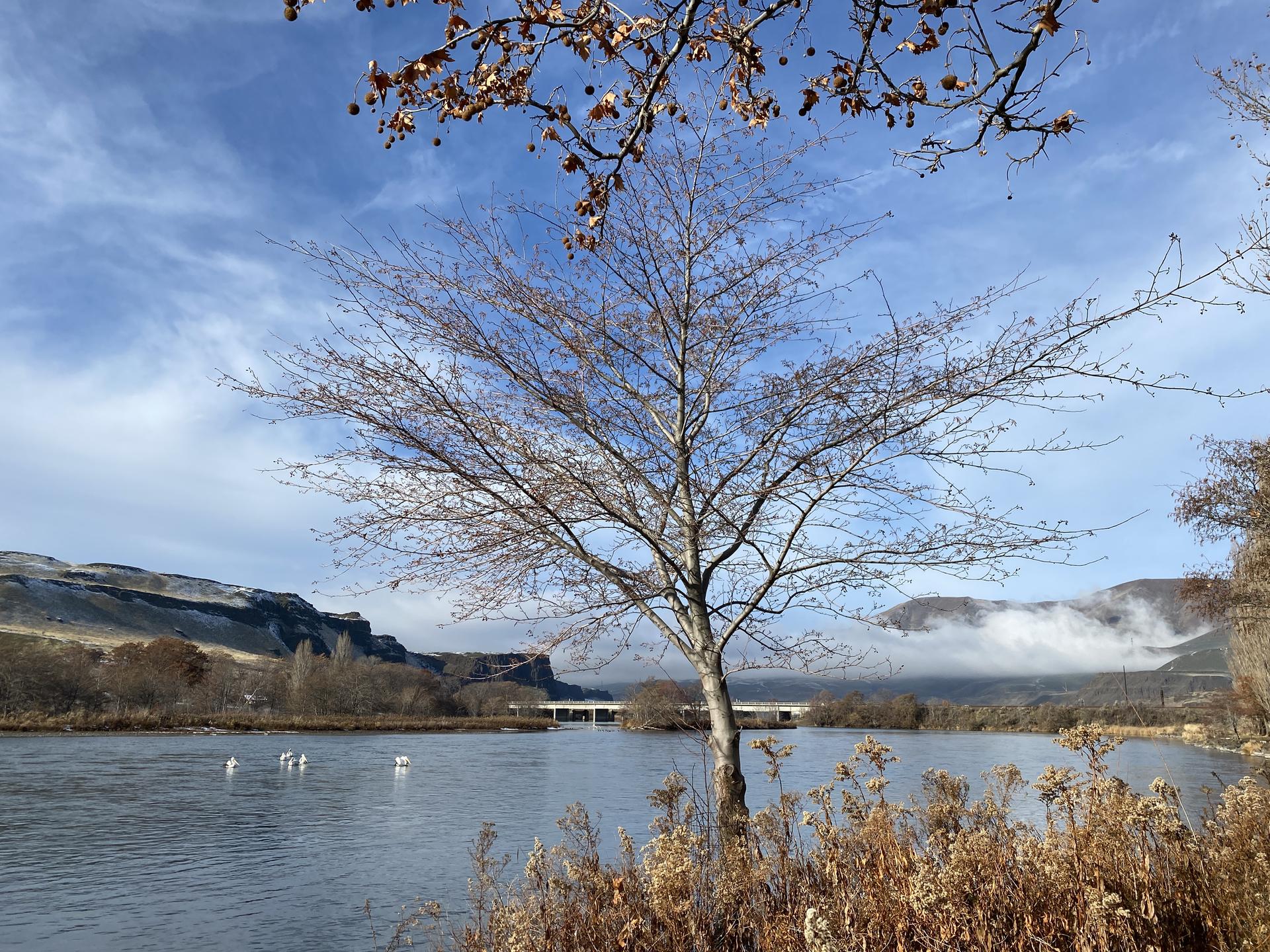 Bare tree by a river with distant mountains and a bridge under a blue sky.