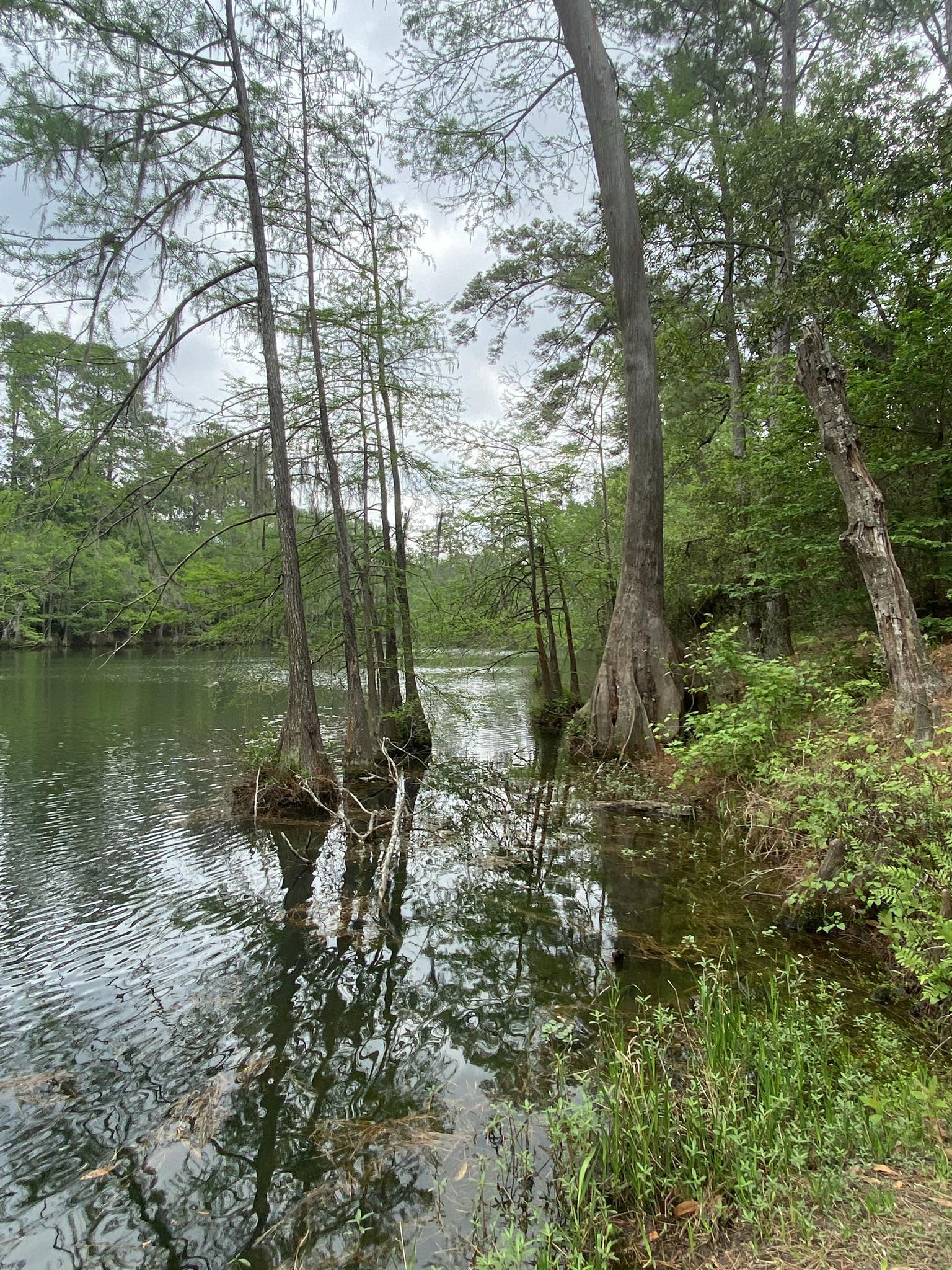 Overcast view of a calm swamp with trees growing from the water.