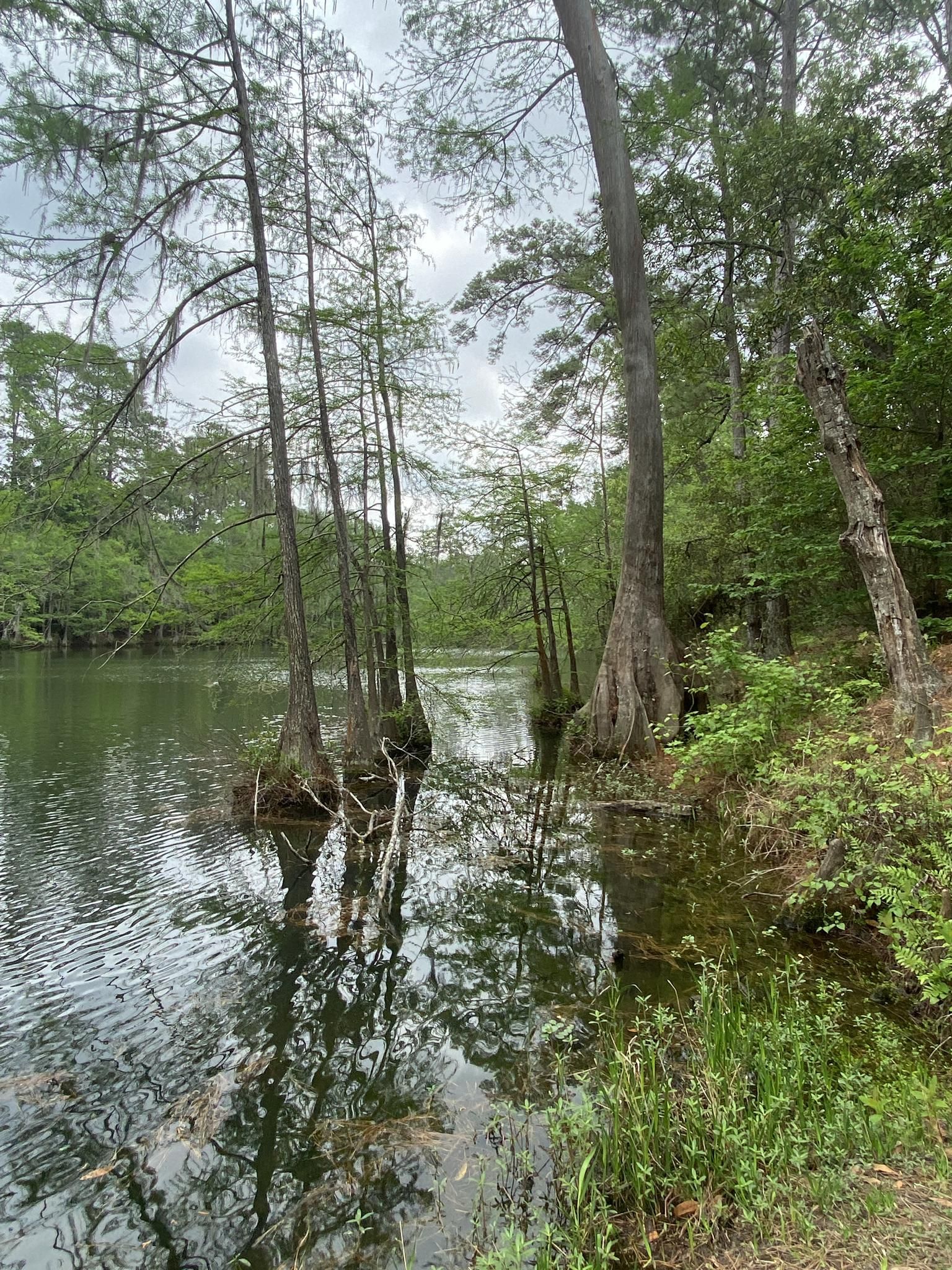 Overcast view of a calm swamp with trees growing from the water. - Spring Creek Greenway Trail