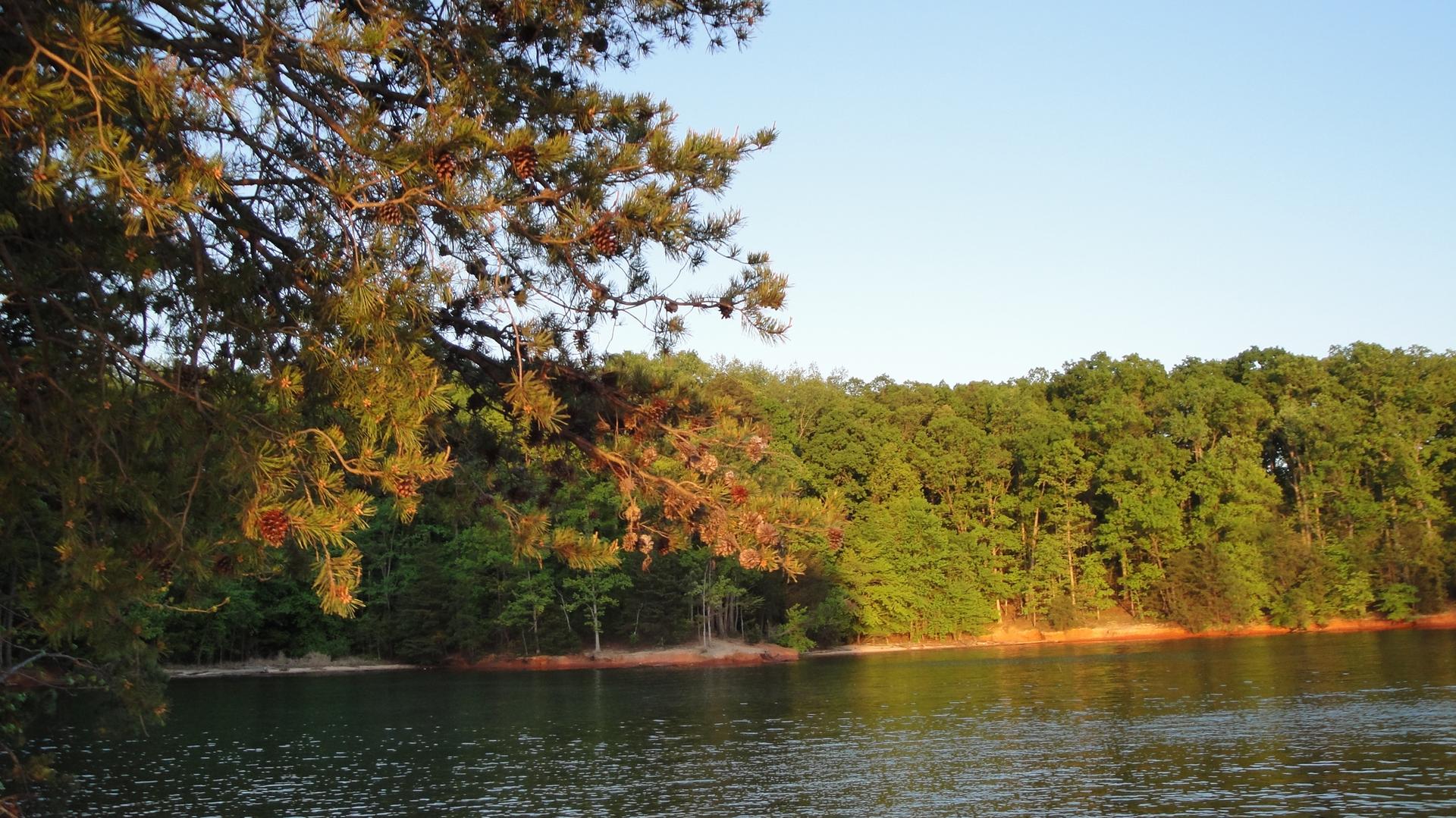 Calm lake with a dense forested shoreline under warm golden light.