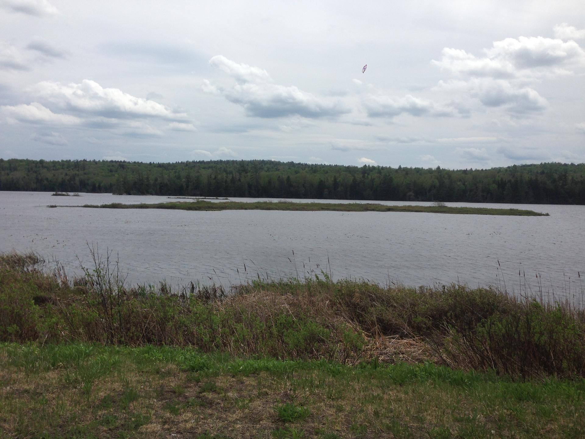 Overcast view of a calm lake bordered by dense forest and foreground reeds.