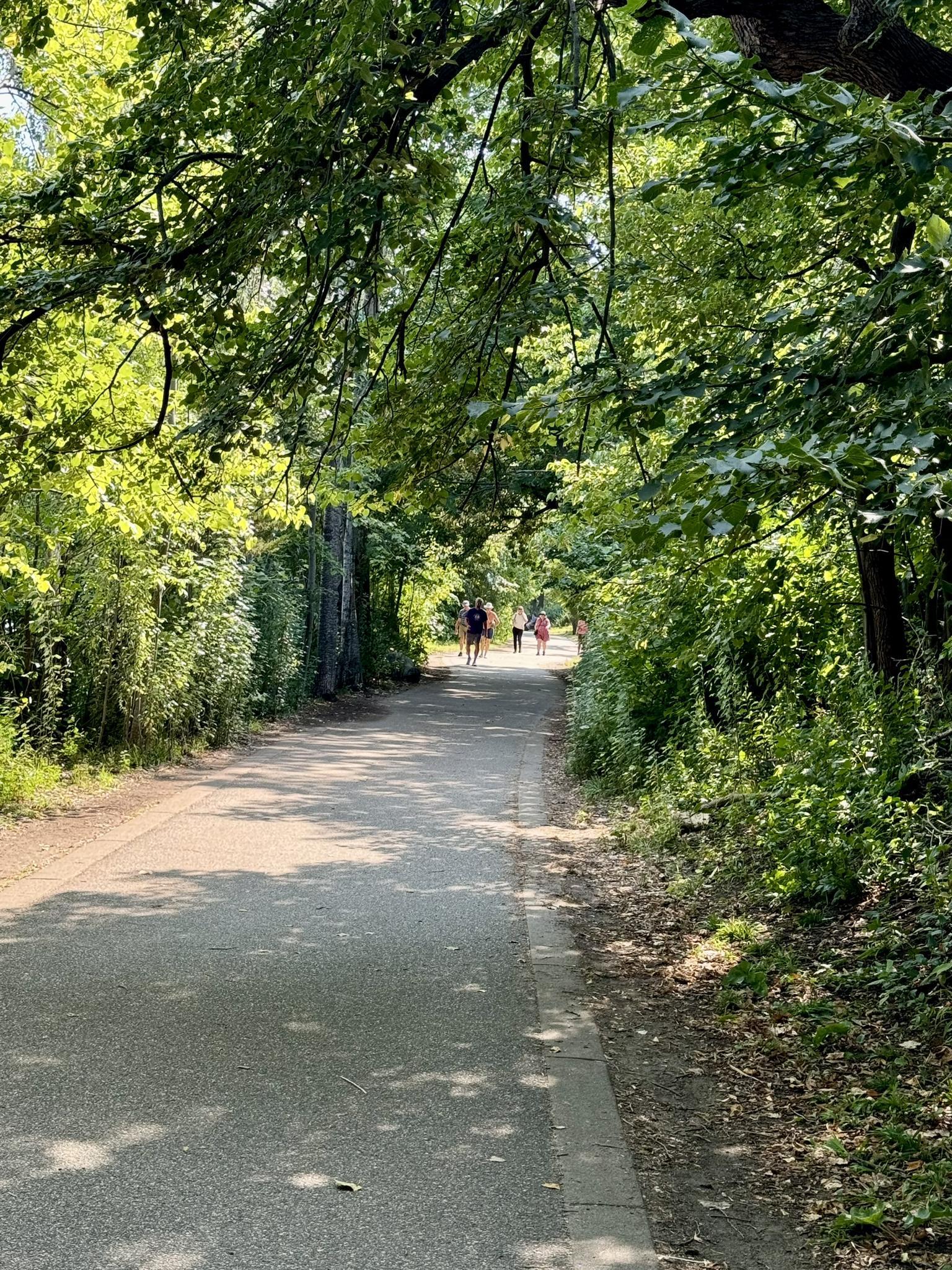 Paved path through a dense green forest with people walking.
