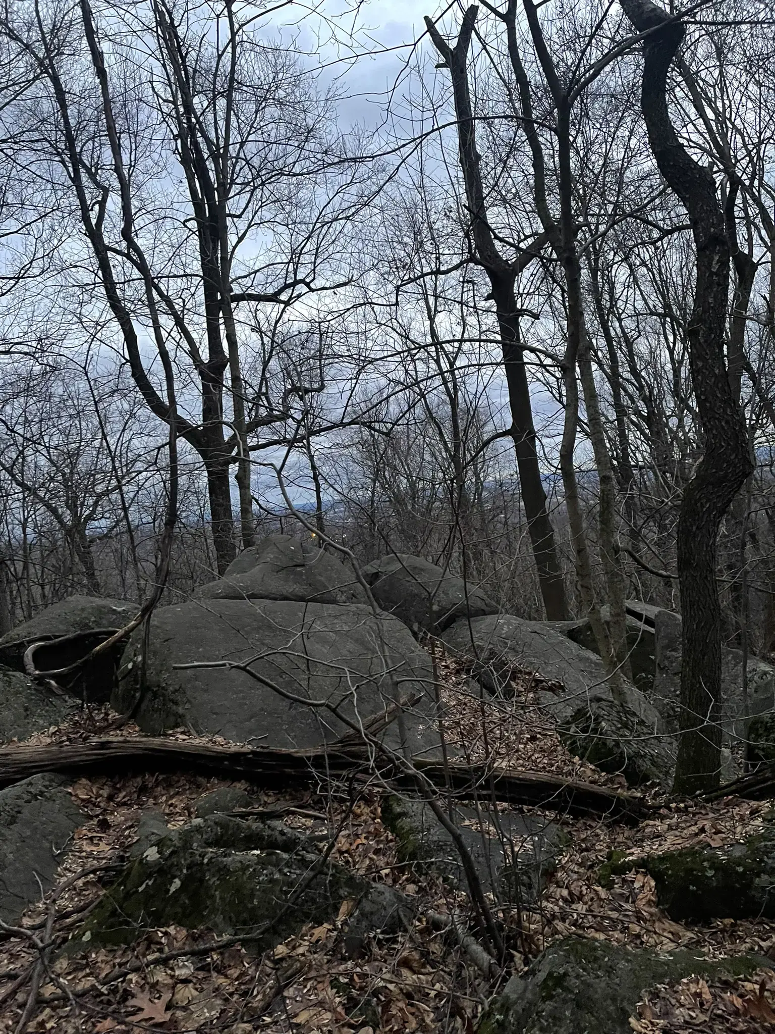 Large mossy boulders and bare trees on a rocky forest floor under a cloudy sky.