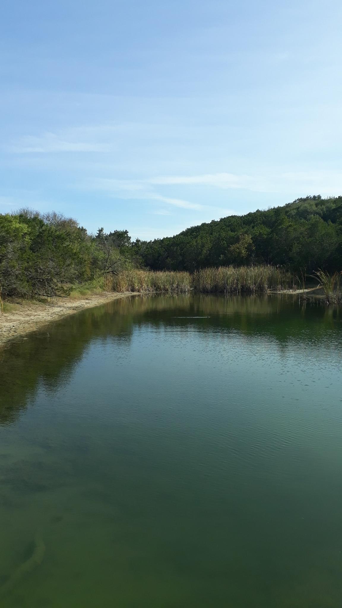 Still green water surrounded by trees and reeds on a sunny day.