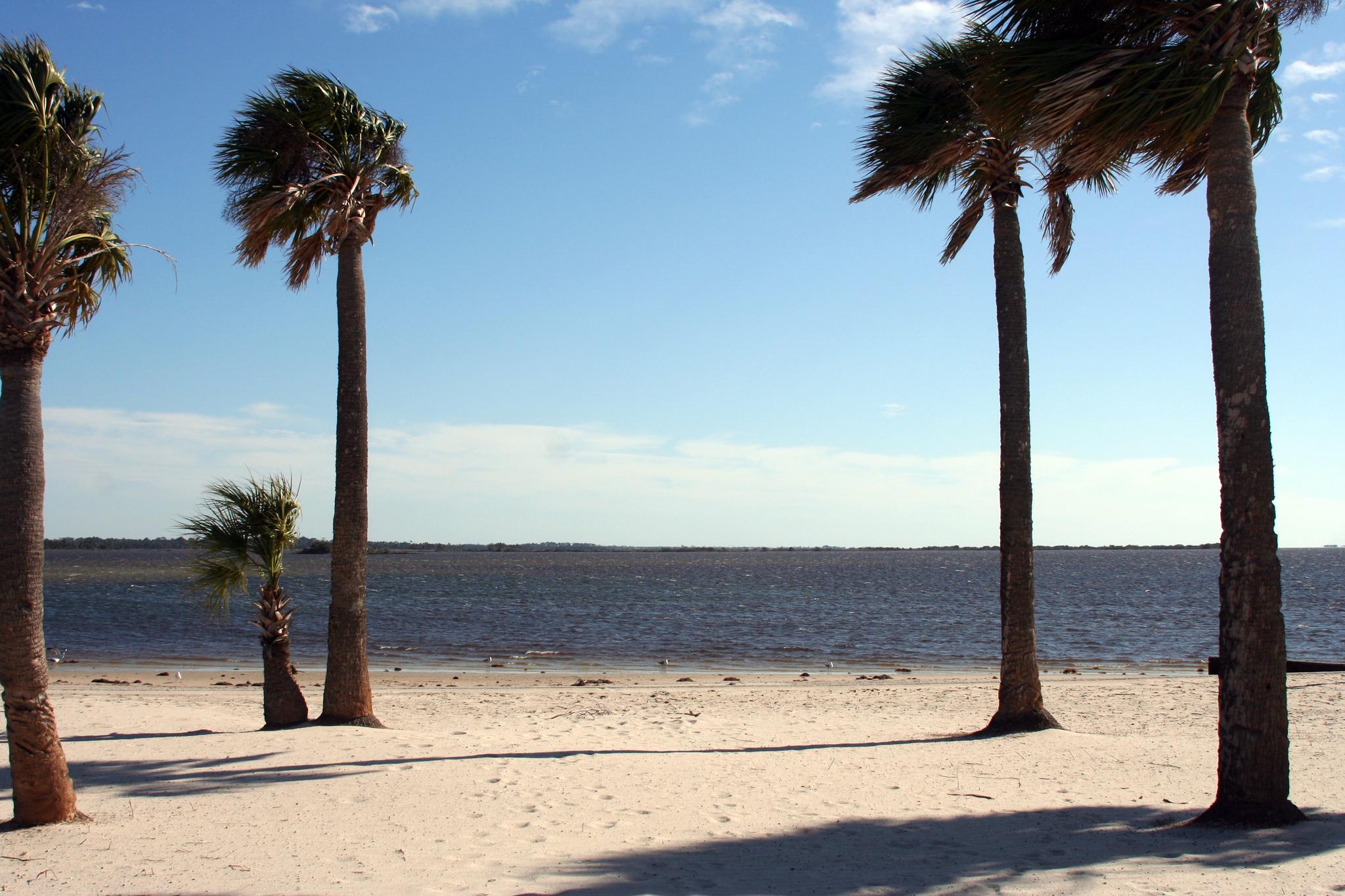 Palm trees on a sunny sandy beach beside calm water under blue sky.