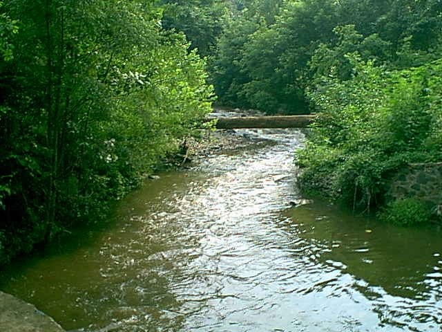 A winding stream flows through a dense green forest under bright sunlight. - Gwynns Falls Trail Loop