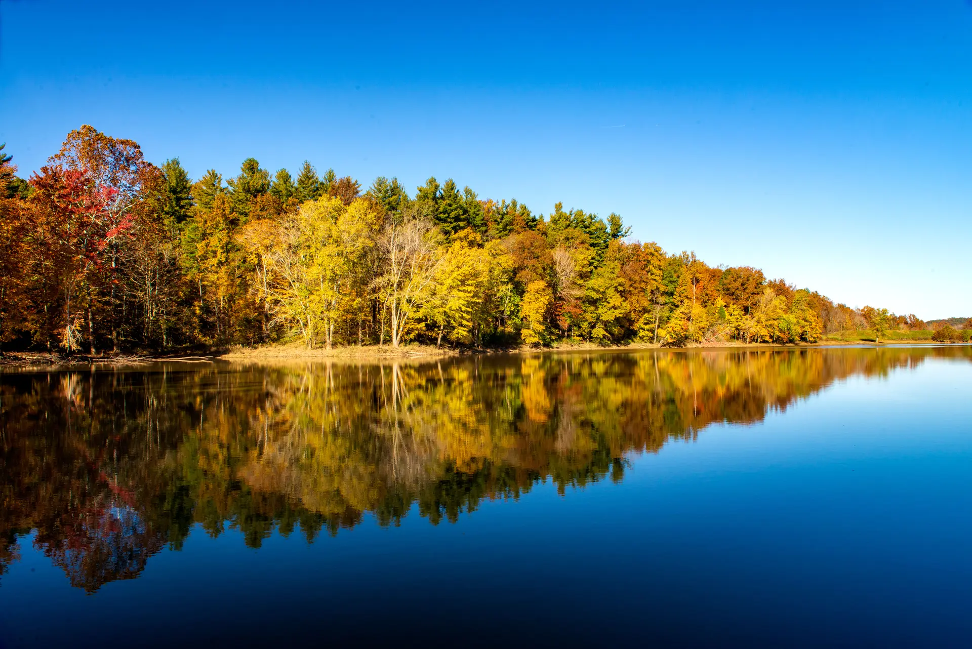 Calm lake reflecting colorful autumn trees under a bright blue sky.