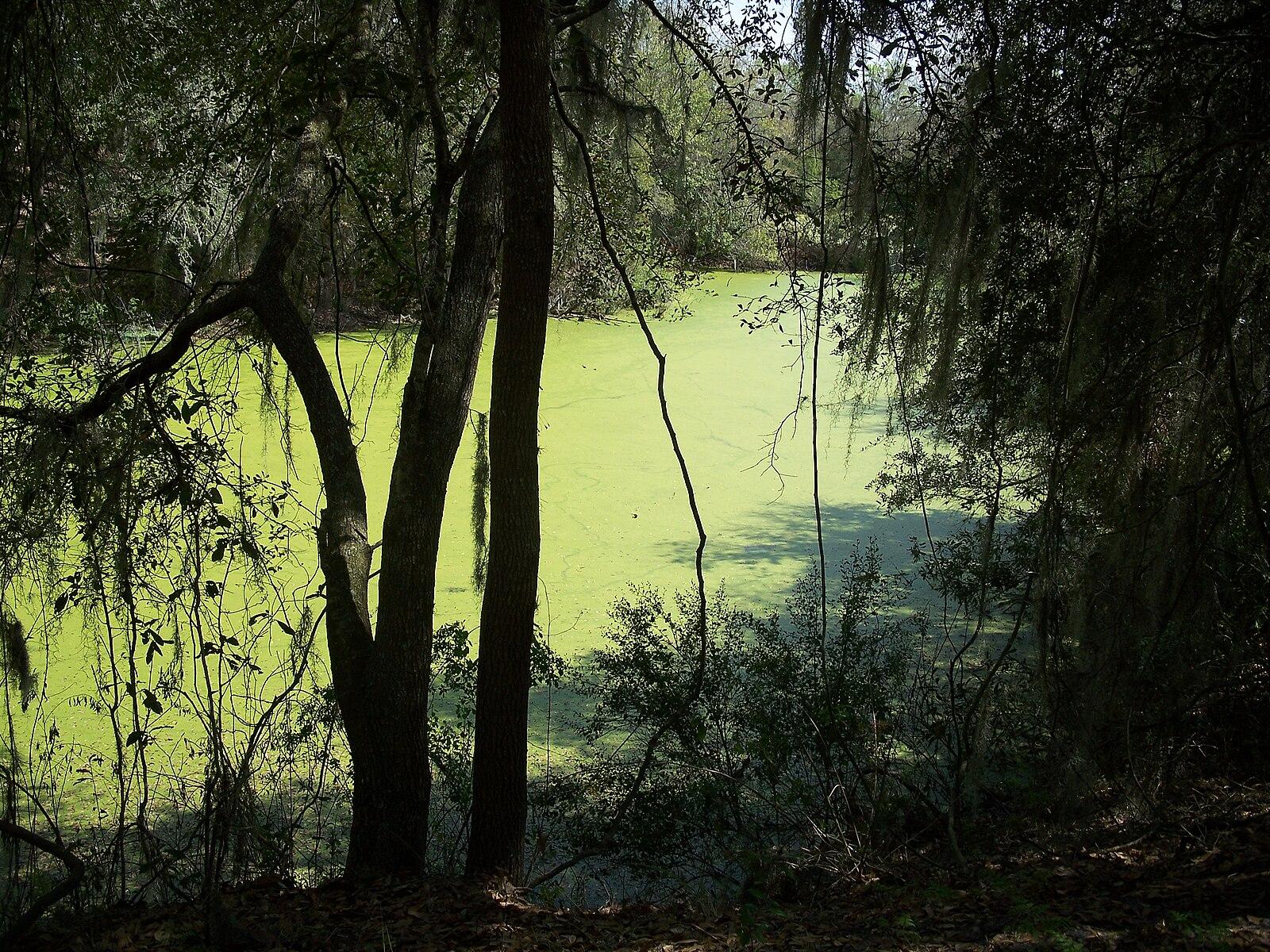 A dark, mossy forest frames a bright green, algae-covered water body.