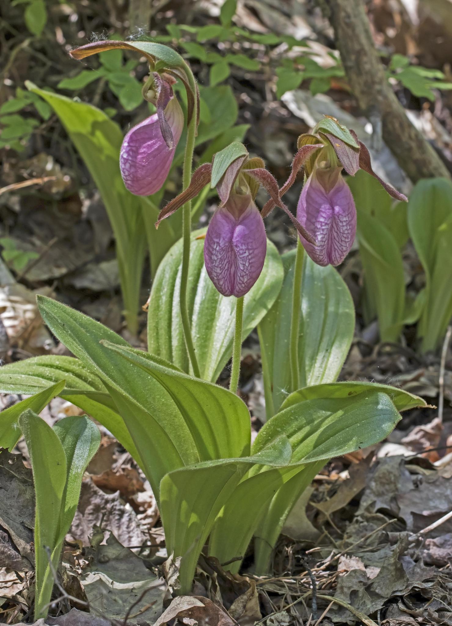 Three vibrant purple lady slipper orchids blooming on a sunlit forest floor.