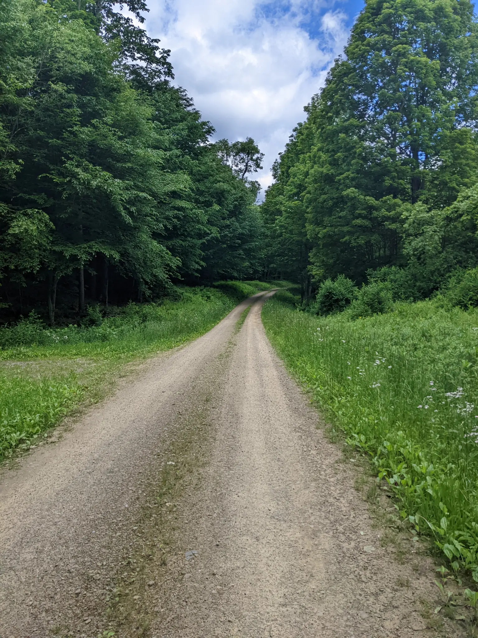 A winding dirt road through a lush green forest under a partly cloudy sky.