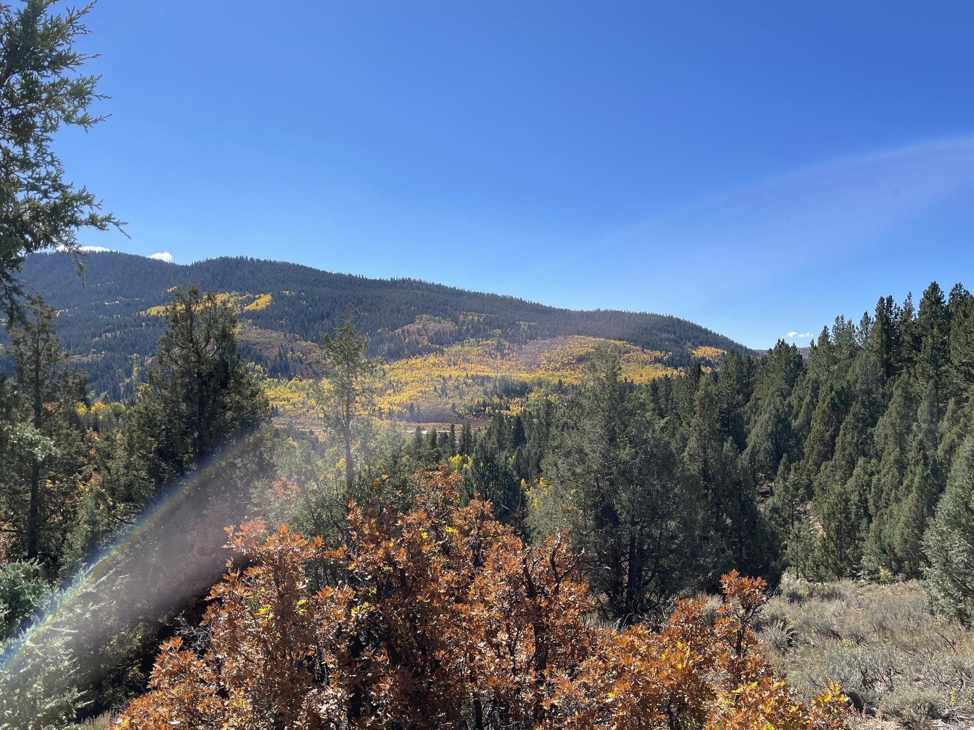 Sunny mountain landscape with green and yellow trees under a clear blue sky.
