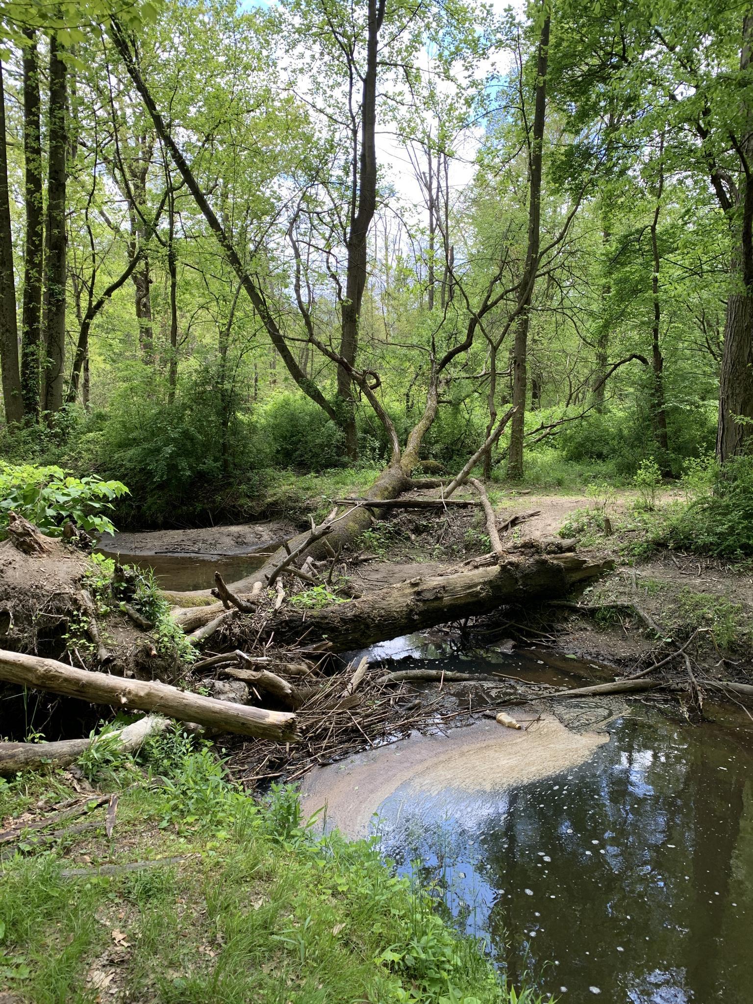 A small stream flows through a dense forest with fallen trees and debris.