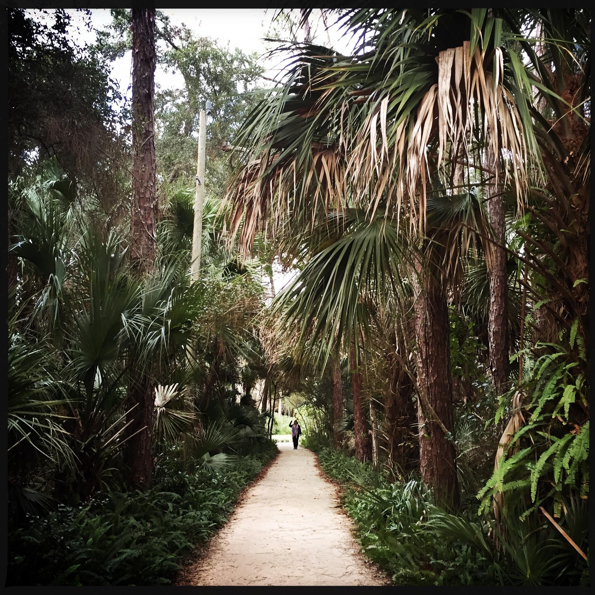 A person walks on a narrow path through dense tropical forest.