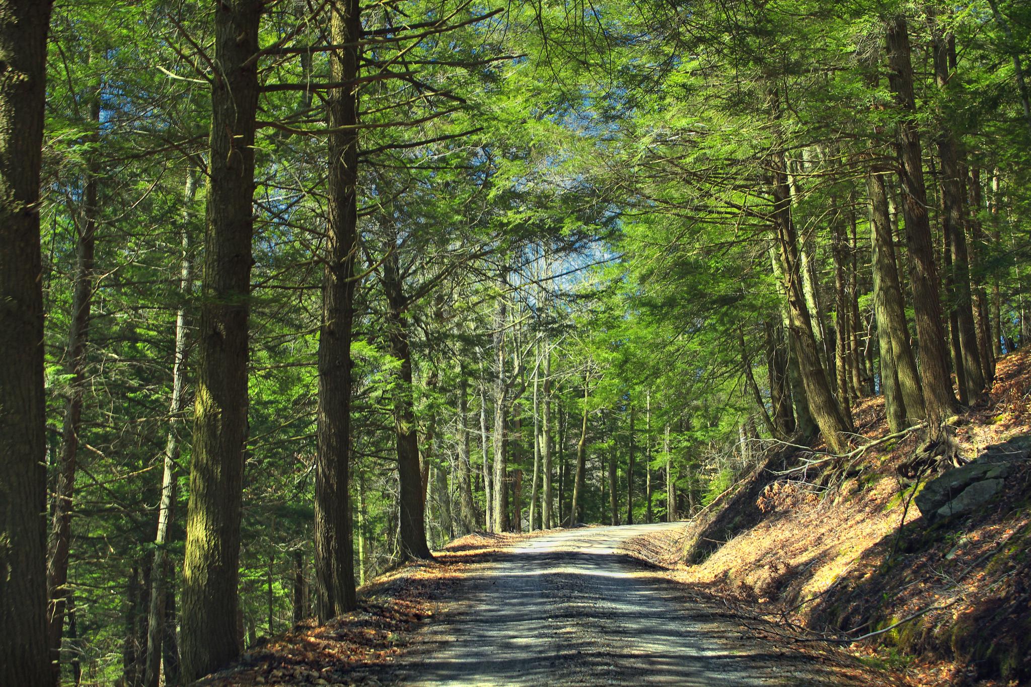 A winding dirt road through a sunlit forest on a hillside.