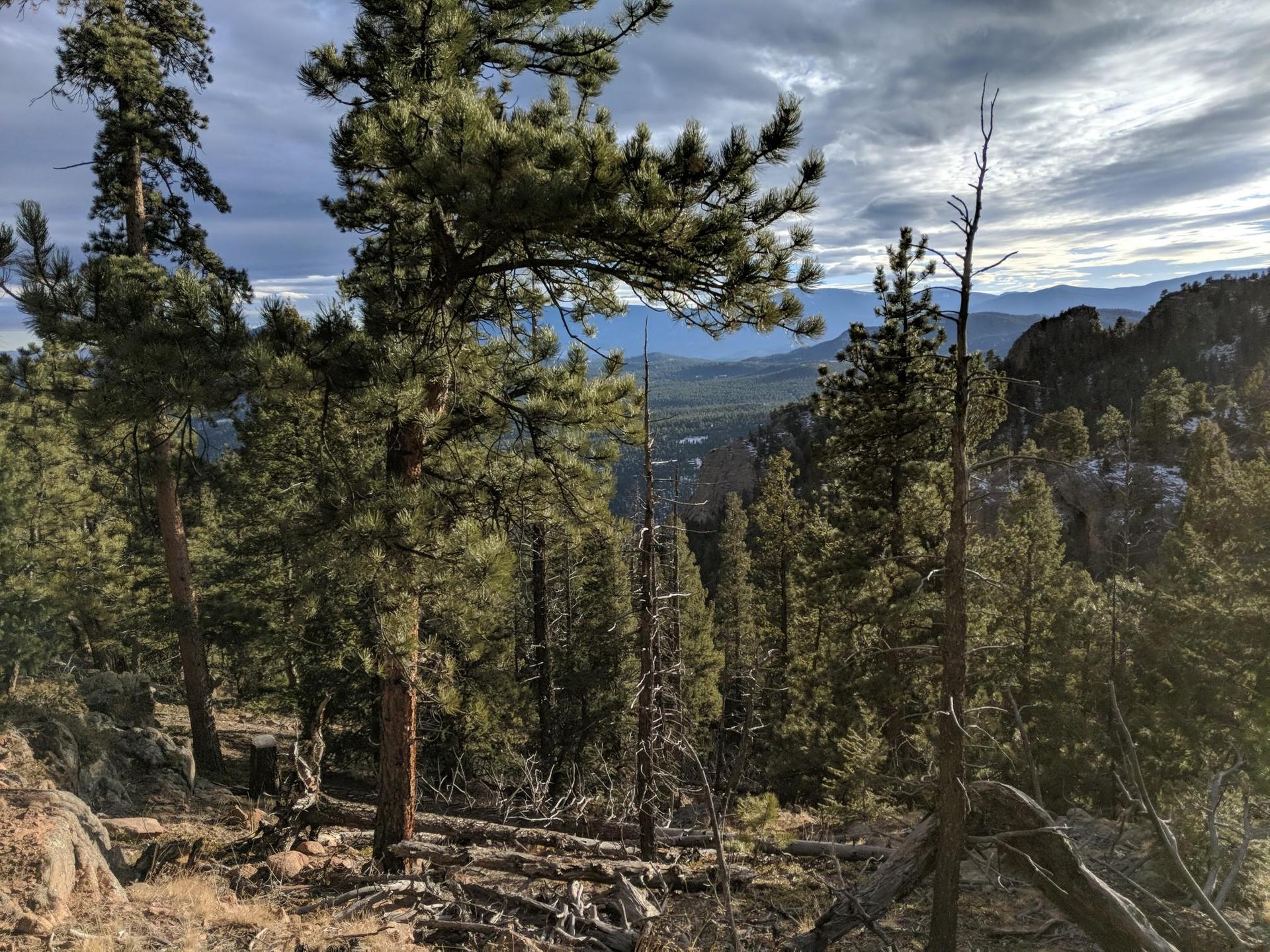 Pine forest overlooks a distant valley under a cloudy sky.