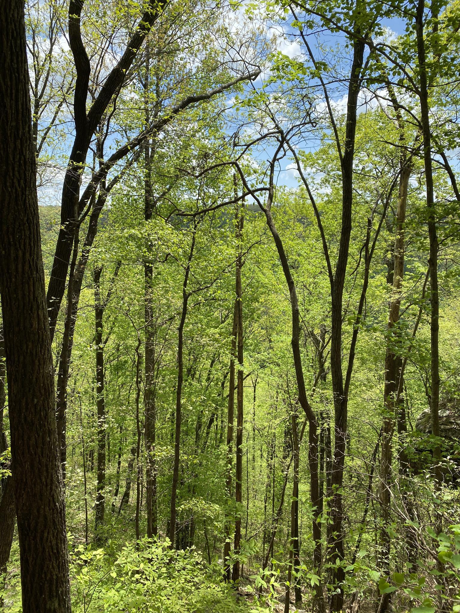 Lush green forest canopy under a bright blue sky.
