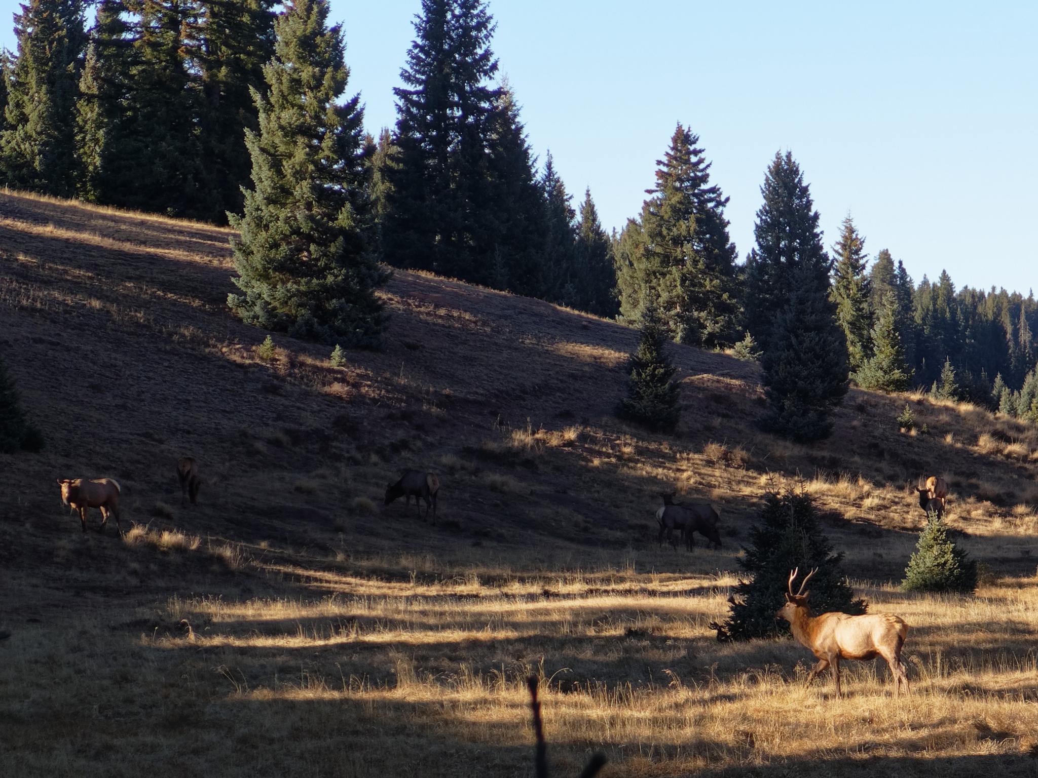A herd of elk, including a large bull, grazing on a sunlit hillside.