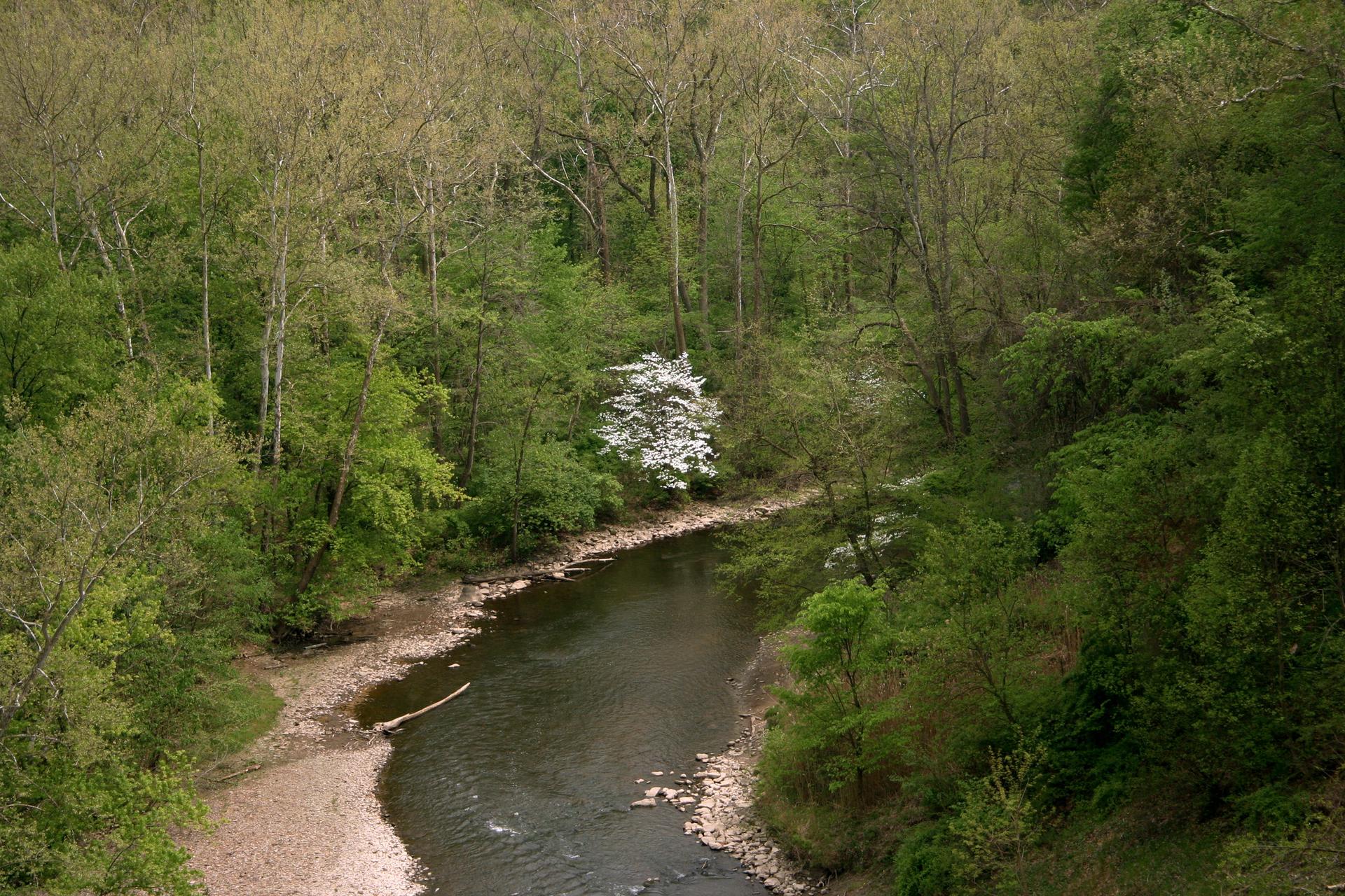 A winding river flows through a dense green forest with a white flowering tree.