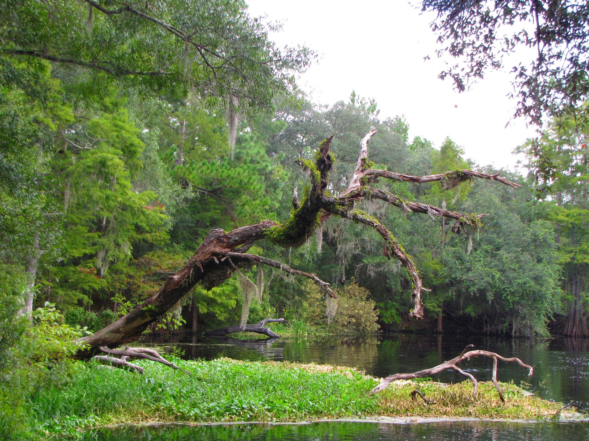 A large moss-covered fallen tree extends over calm water in a green forest.