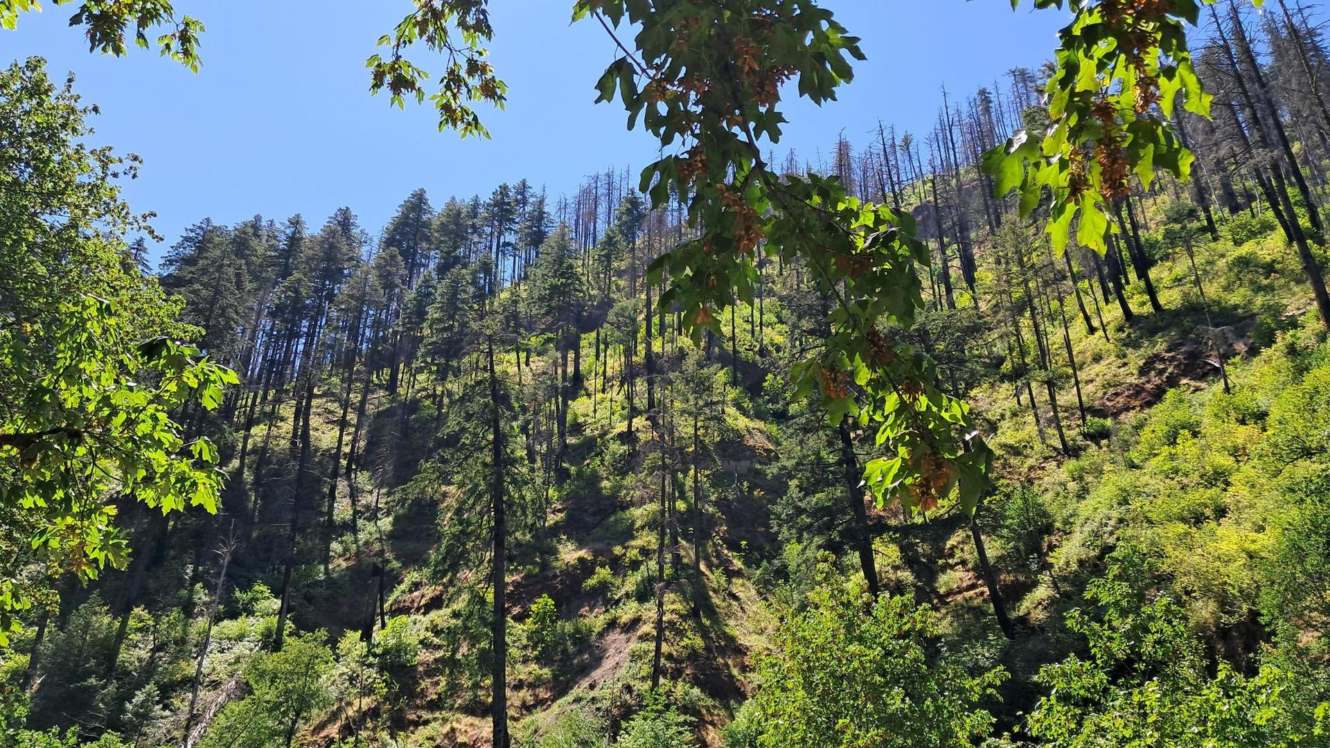 Steep hillside with green and dead trees under a bright blue sky.