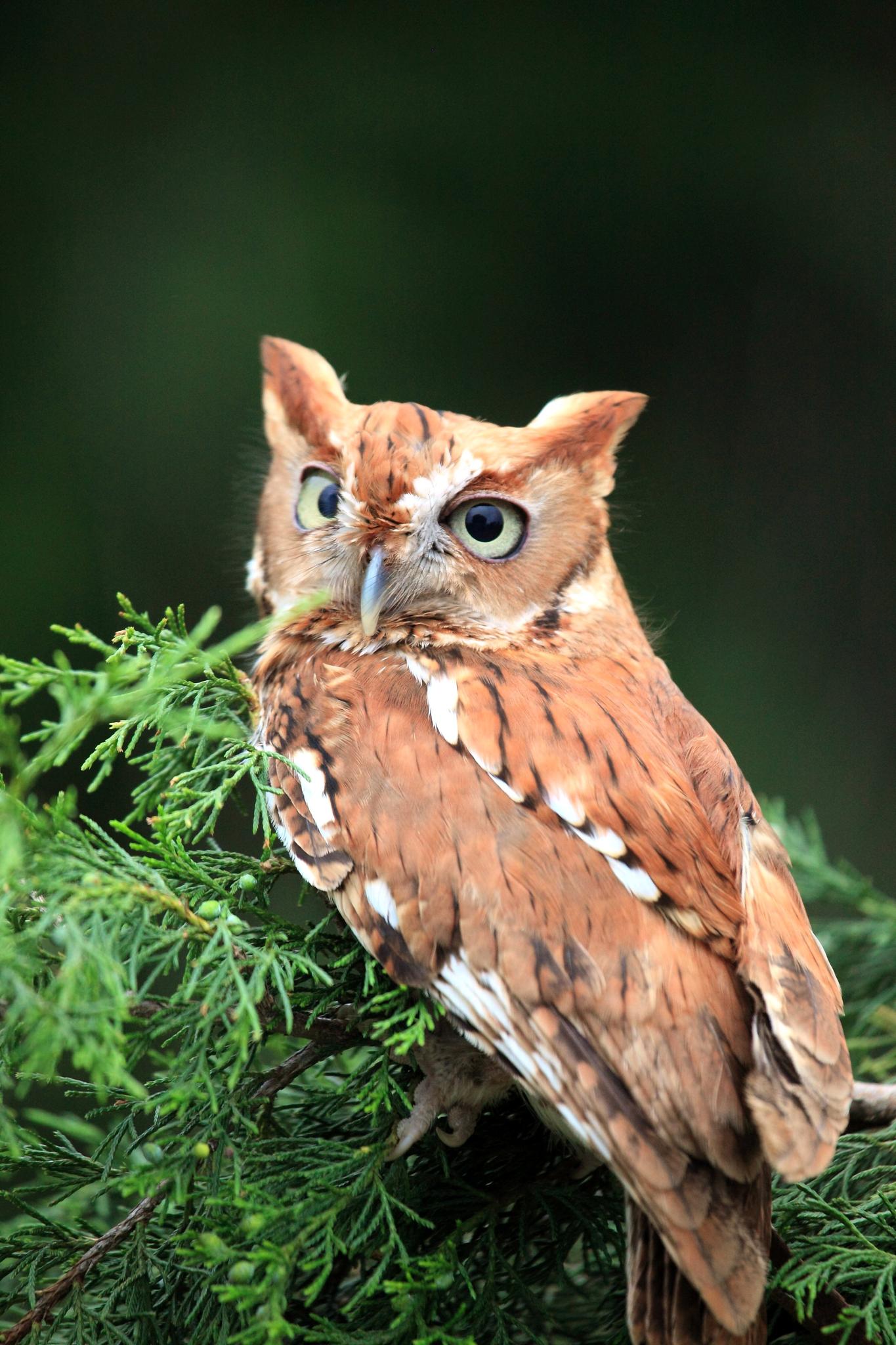 A reddish-brown owl with large eyes perches on a green branch.