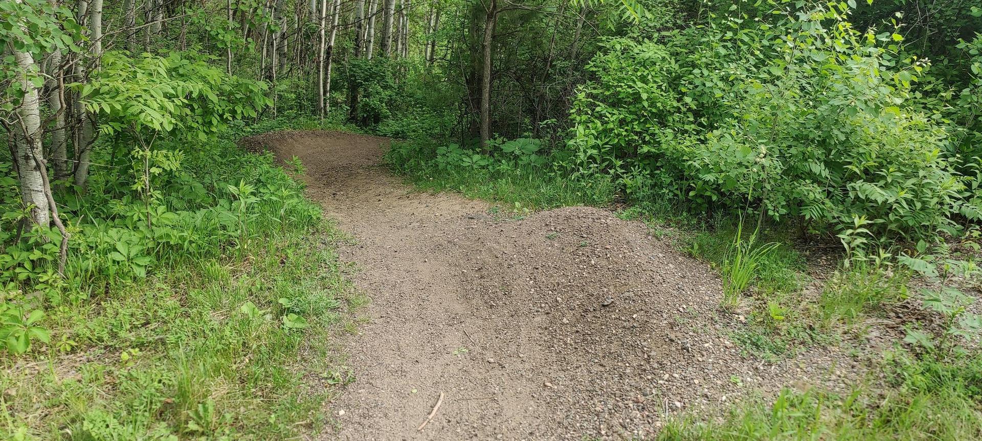Dirt path with a small gravel mound in a lush green forest.