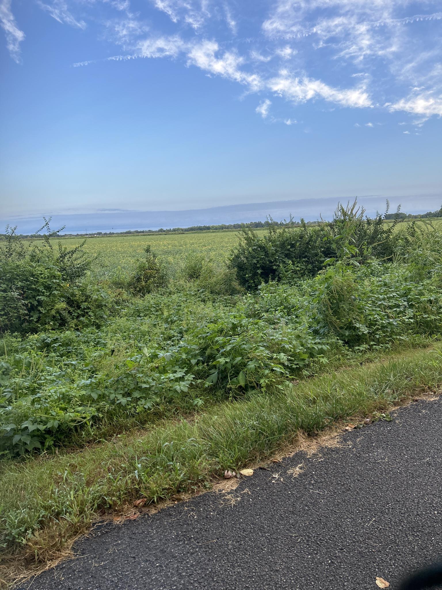 Vast green fields and bushes under a bright blue sky with distant water.