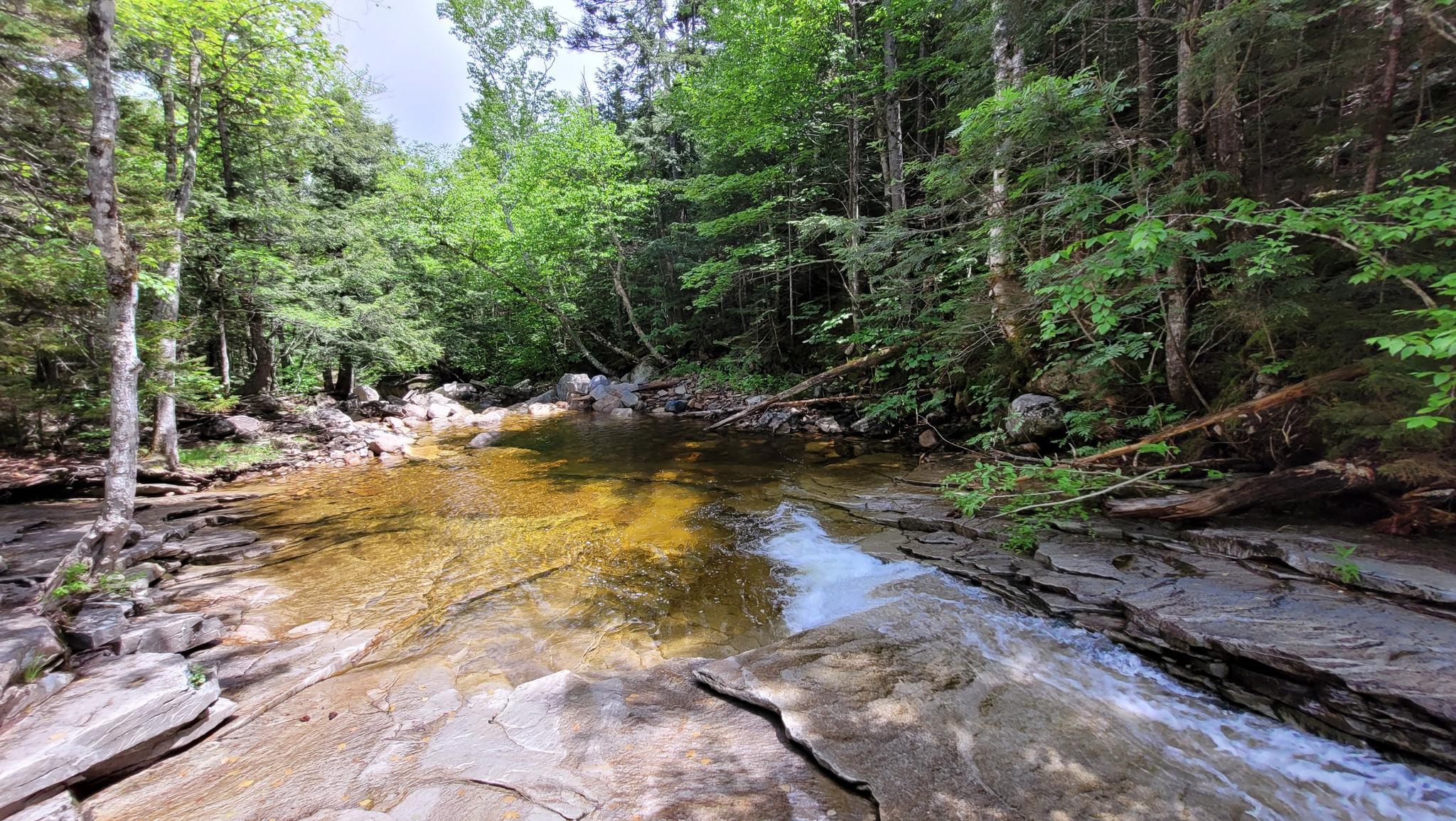 Clear forest stream flowing into a tranquil pool surrounded by trees.