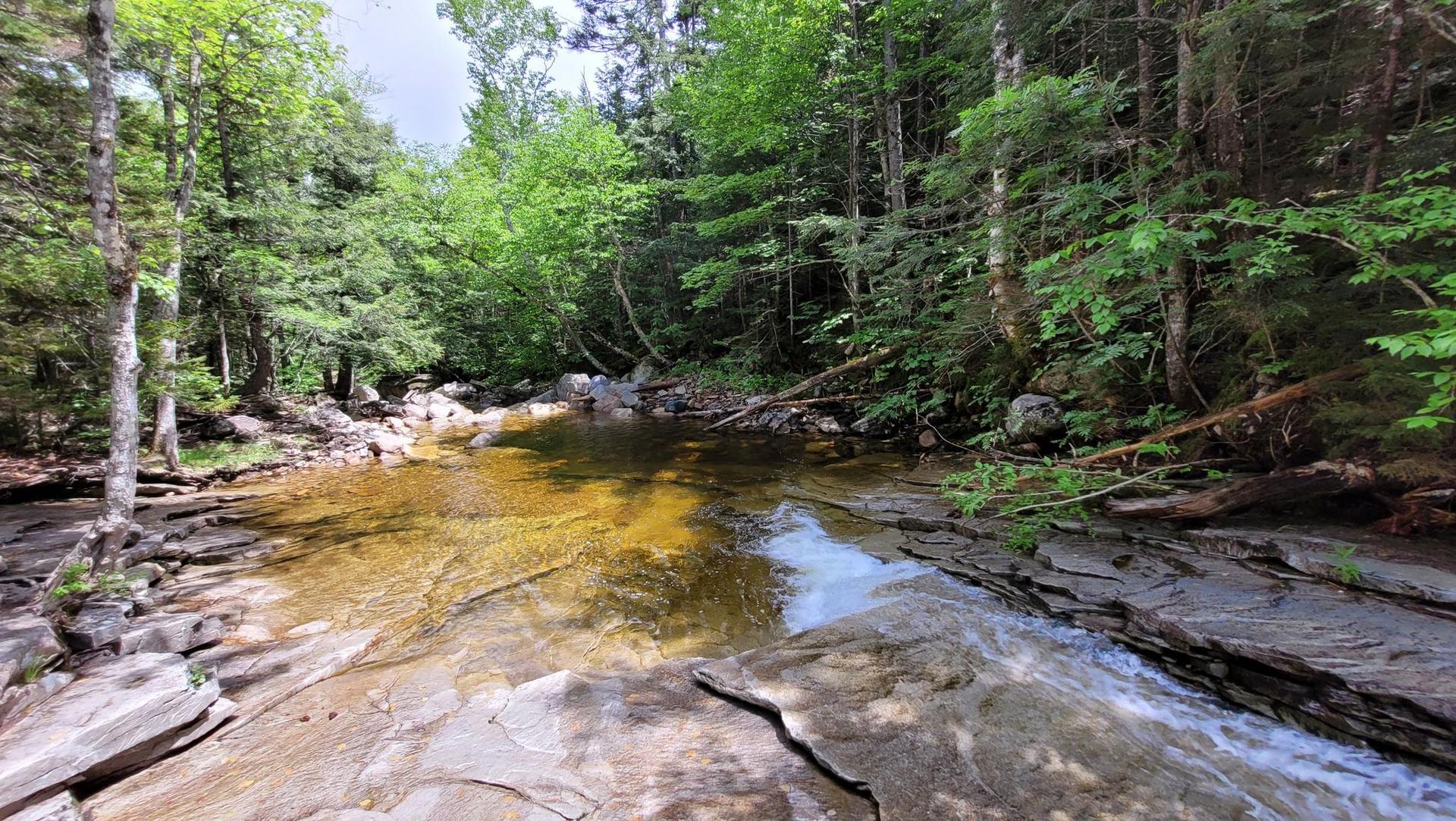Clear forest stream flowing into a tranquil pool surrounded by trees.