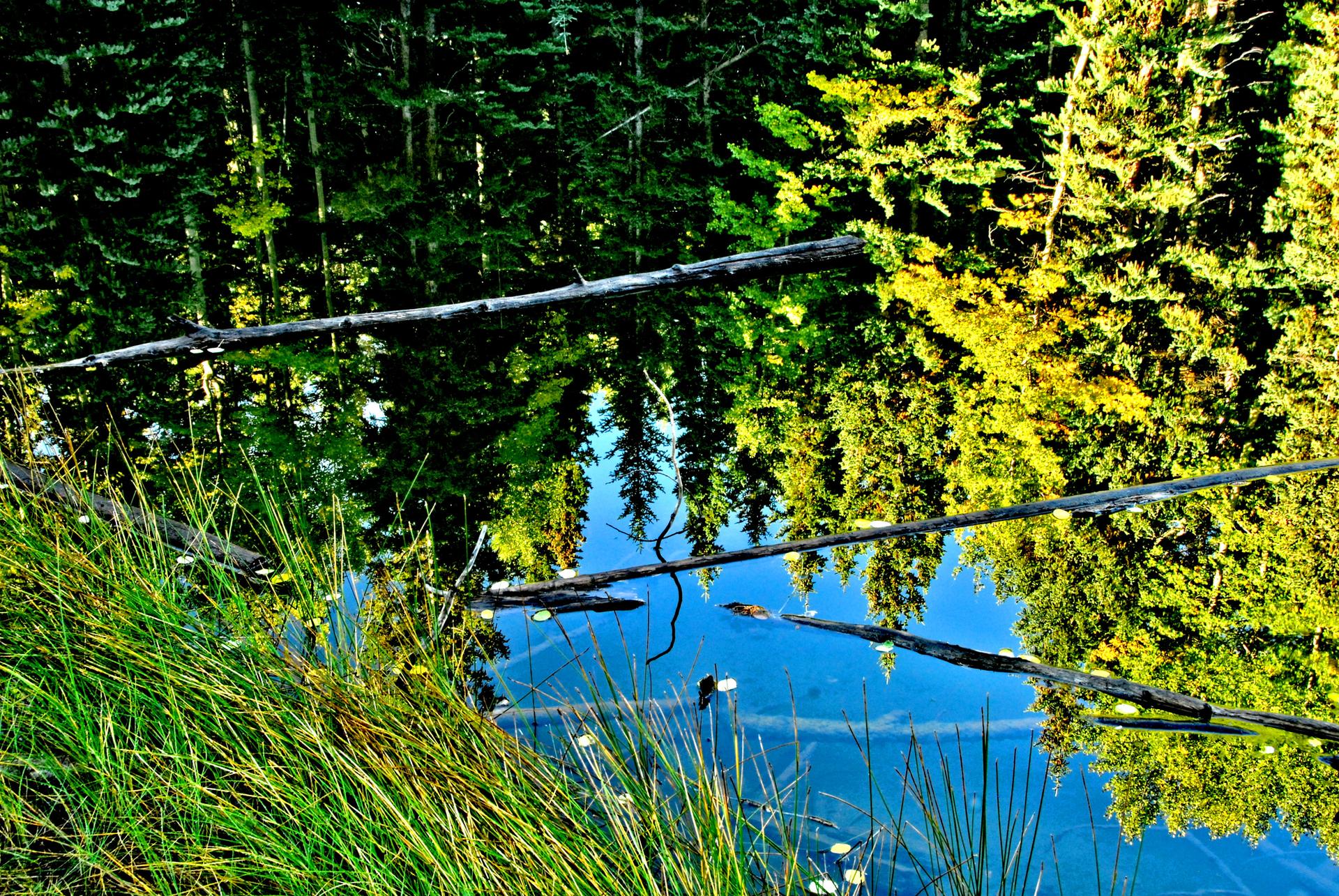 Vibrant green trees reflect in still blue water with fallen logs and grass.